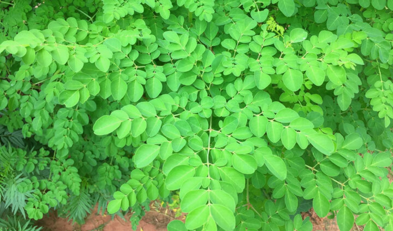 【数量限定】国産有機モリンガ青汁徳用サイズ(Organic Super Food Aojiru)2g×90包