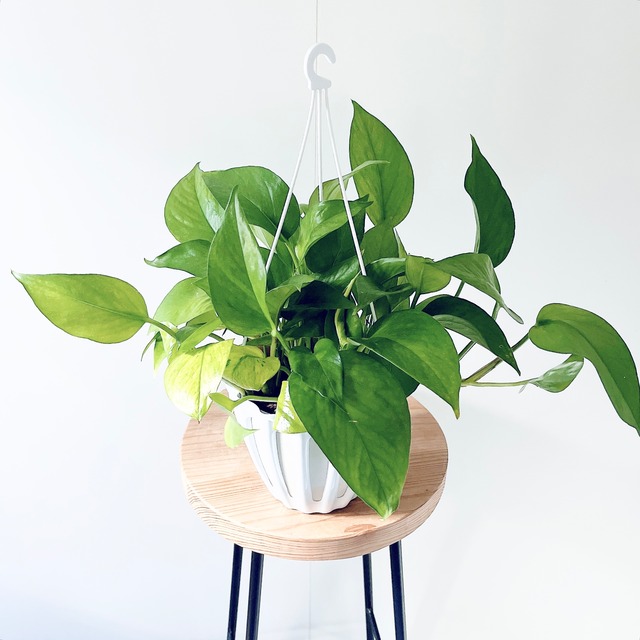 【数量限定】季節のポトスおまかせ2種セット｜15%OFF 送料無料