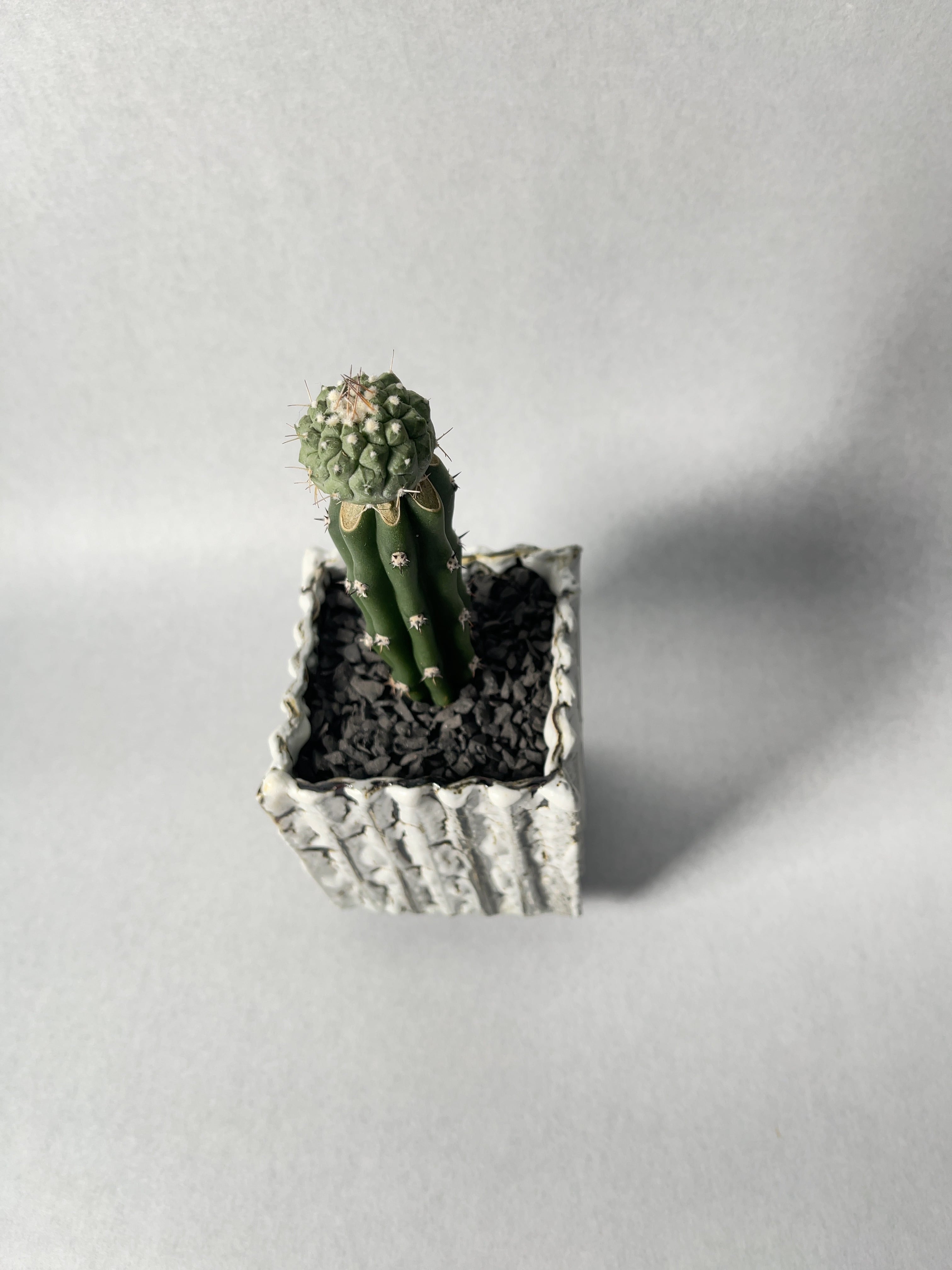 ストロンボカクタス・赤花菊水 | trigger