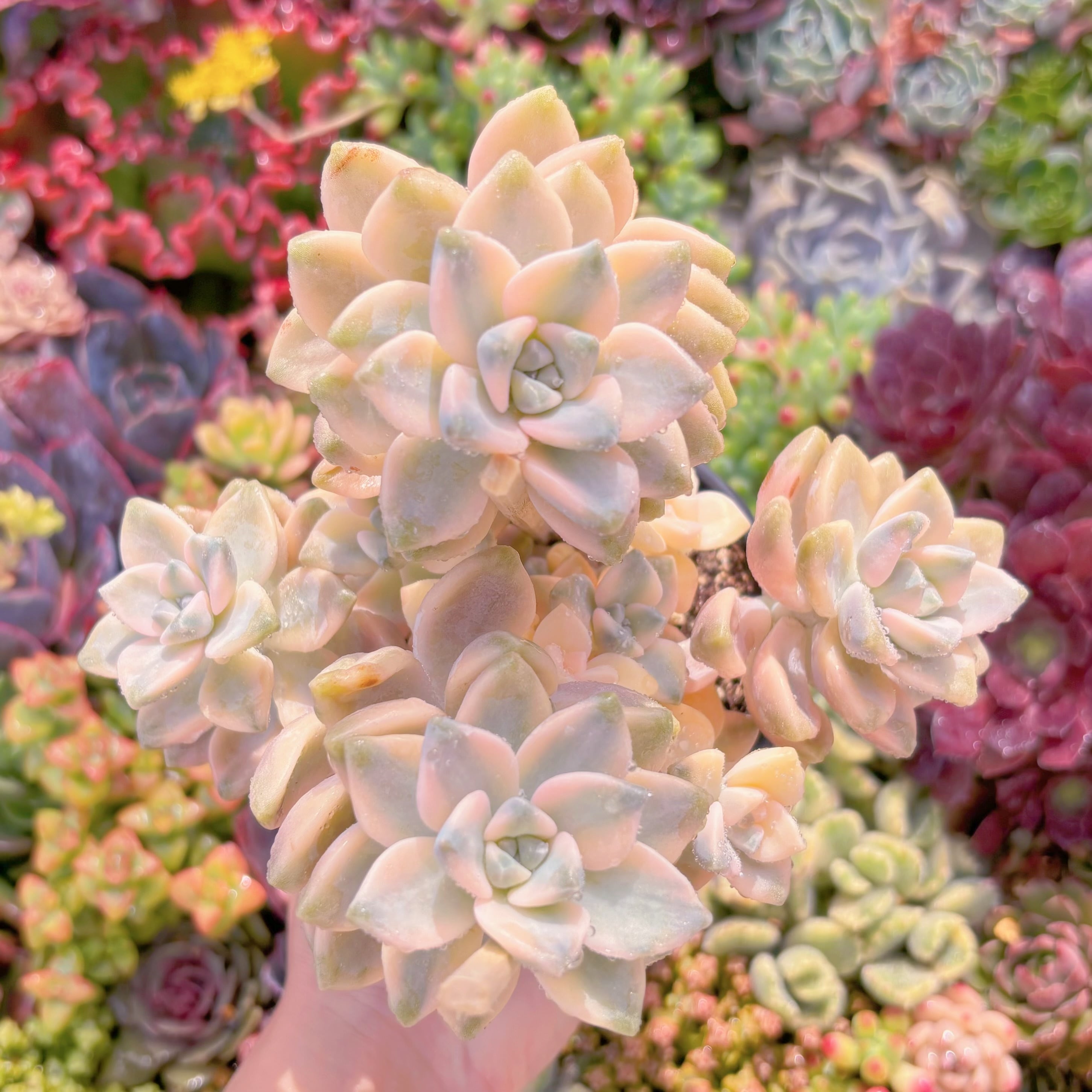 現品　杏子美人錦#F021　大苗　るる農園