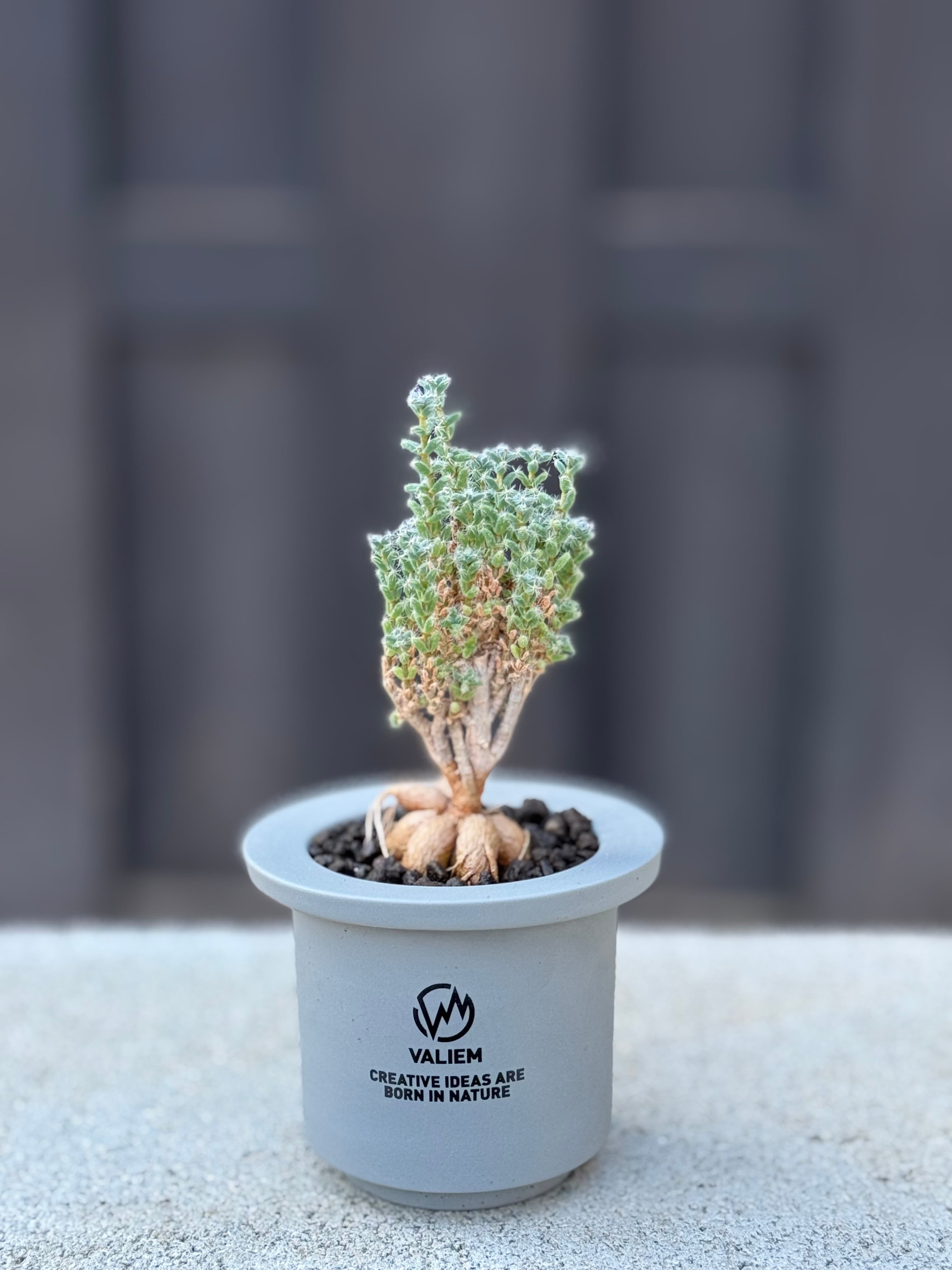 盆栽 | 青坊主-aobouzu-