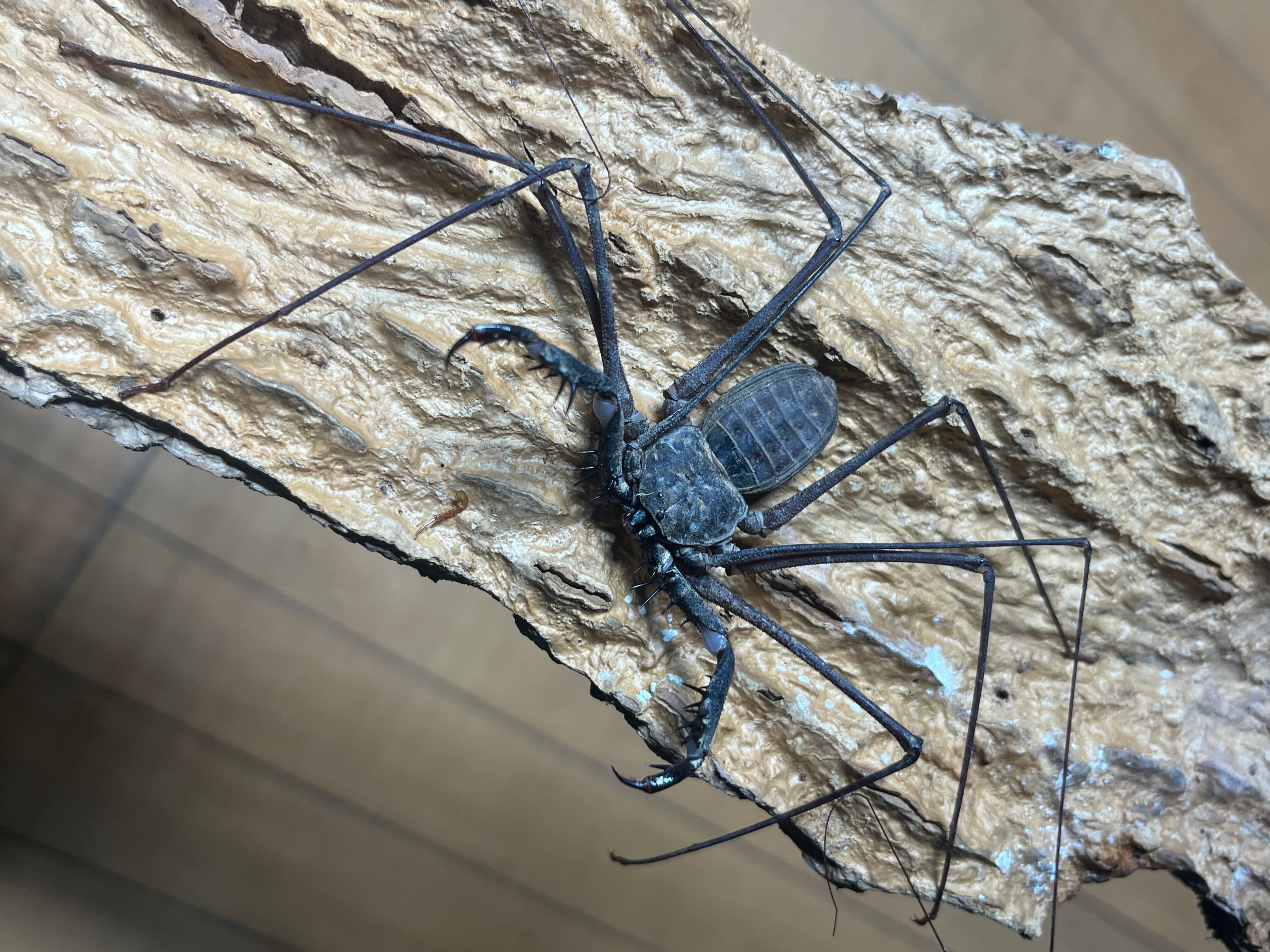 LAST南米腕虫】Heterophrynus elephasウデムシ ヒヨケムシ 三大奇蟲