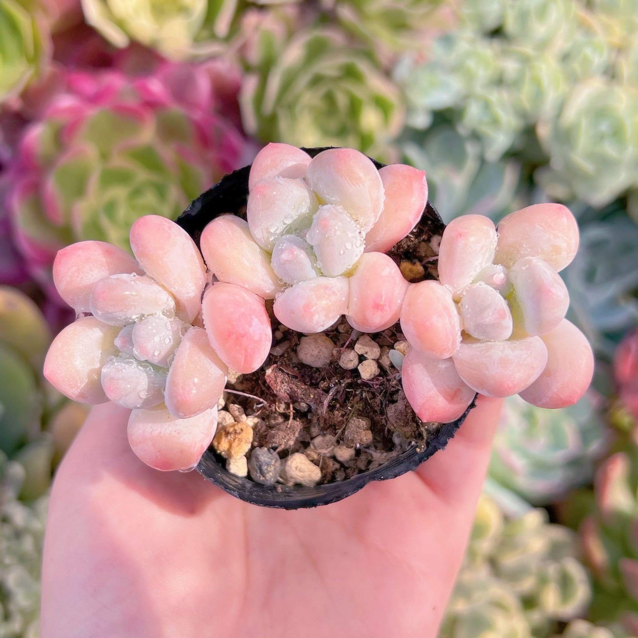 現品　ベビースイート#F213　群生　るる農園