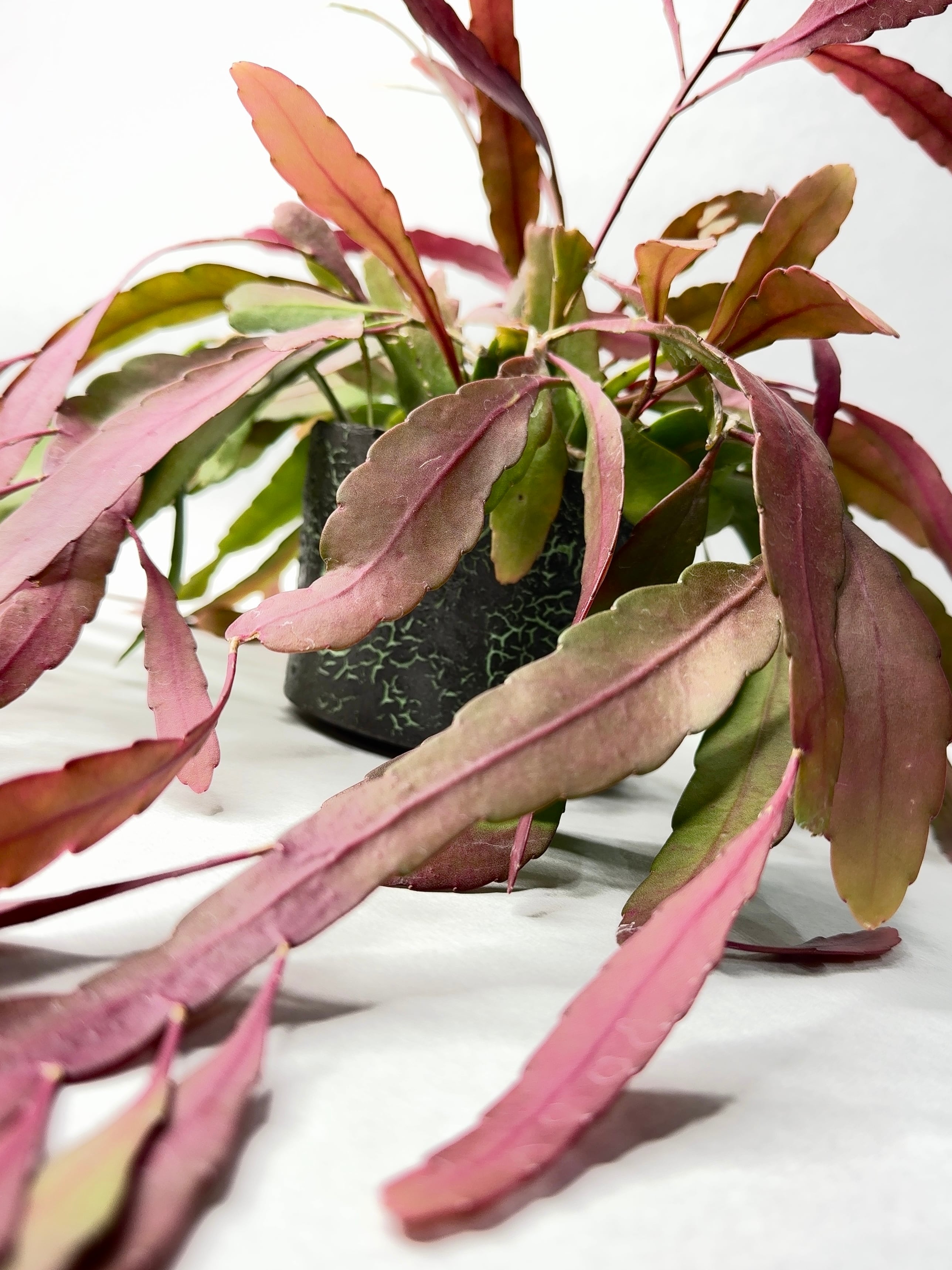 PLANTSポスター「亀甲竜」 | trigger