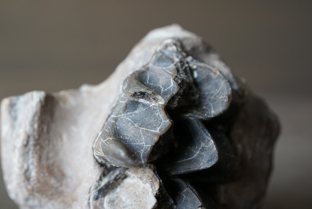 メリコイドドン歯化石　Merycoidodon　1056