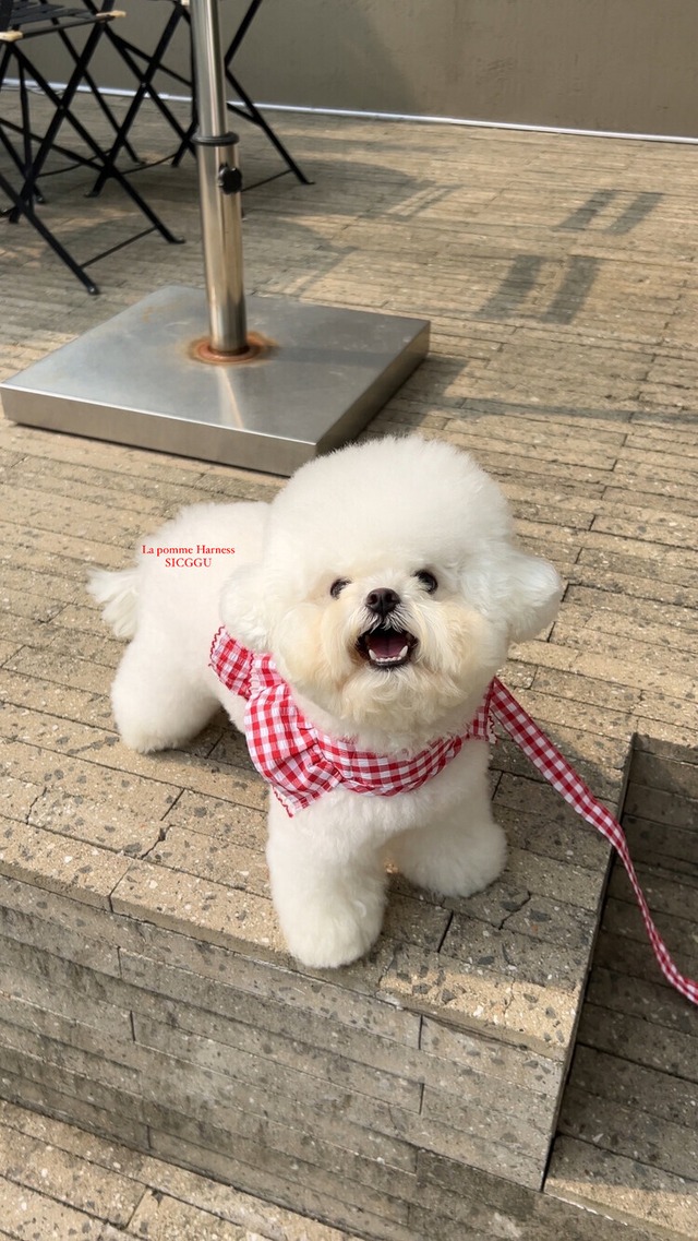 〈 即納アイテム〉SICGGU / ラポムハーネス(レッドギンガム)
