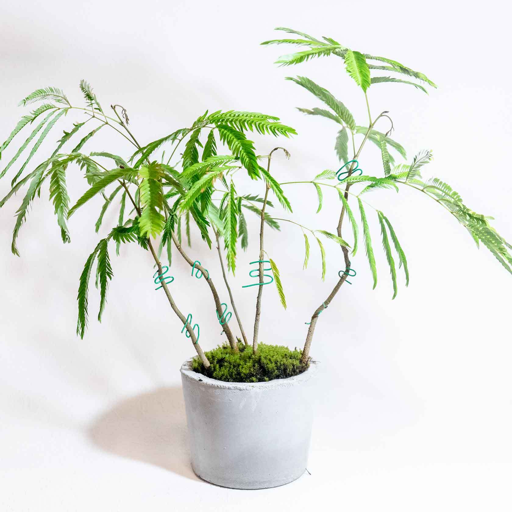 デスクに置ける観葉植物 エバーフレッシュと苔の鉢植え ざらっとした風合いの自作モルタル鉢 送料全国一律850円 アトモスフィア 自作の鉢を使った観葉植物や多肉植物 塊根植物などの通販