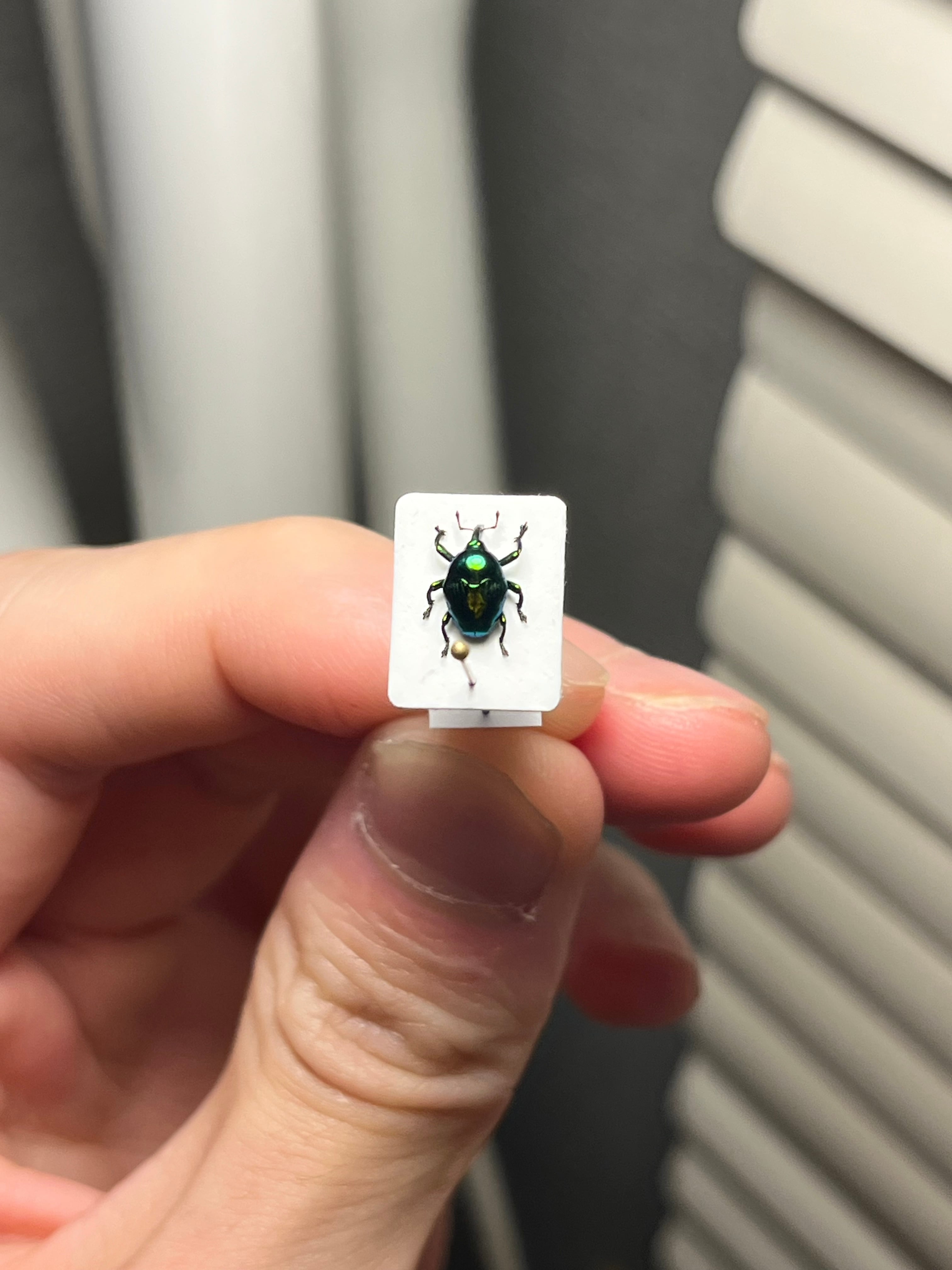 7mm】緑ホウセキヒメカタゾウムシ 目玉！超美麗種 Eurhinus sp. 大粒