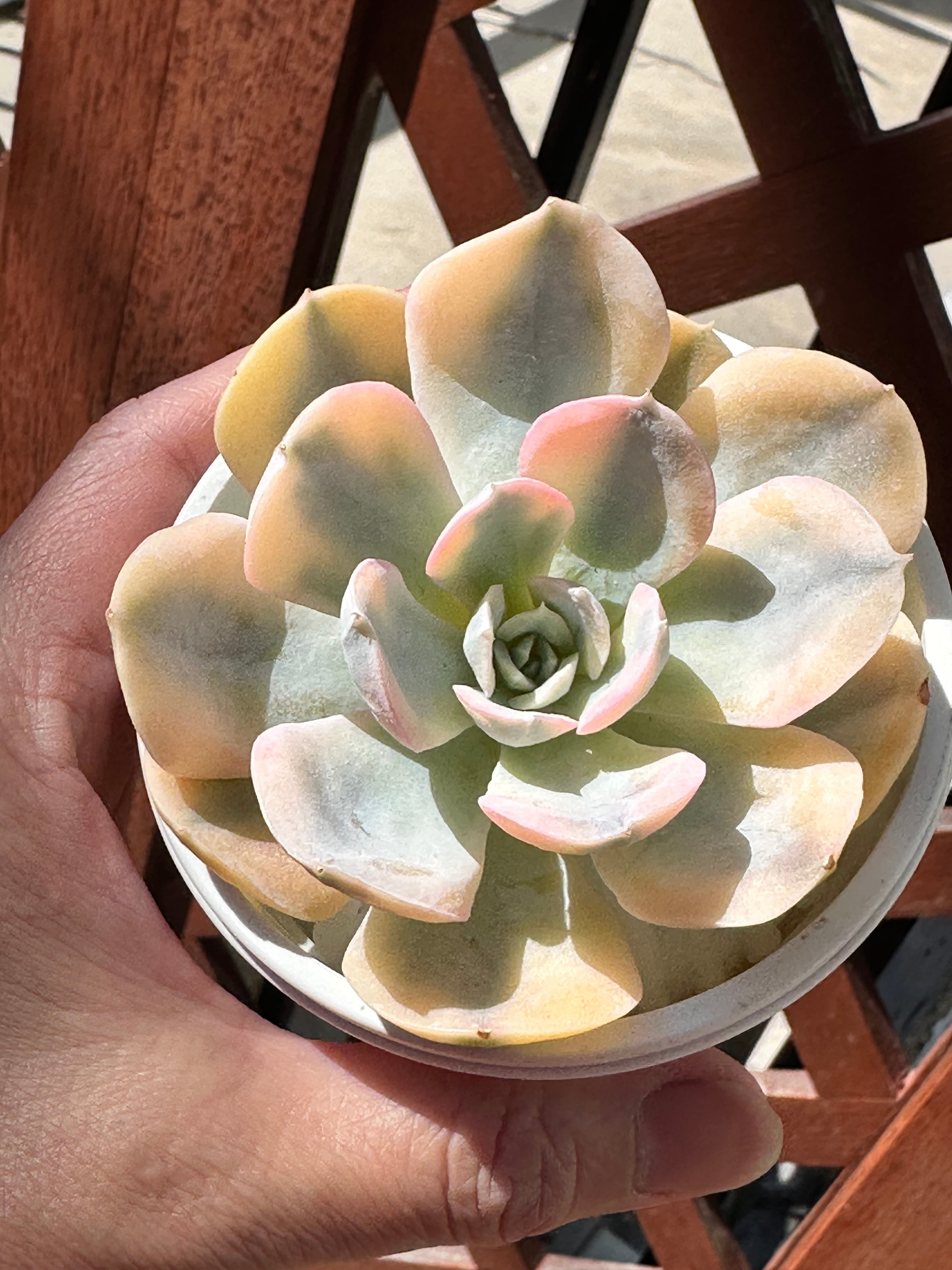 多肉植物 黒銅壺錦 アエオニウム レア 美苗 #黒d2 | PAY ID