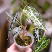 アロカシア バンビーノ イエロー / Alocasia bambino variegated 'Yellow'⑯ / 観葉植物