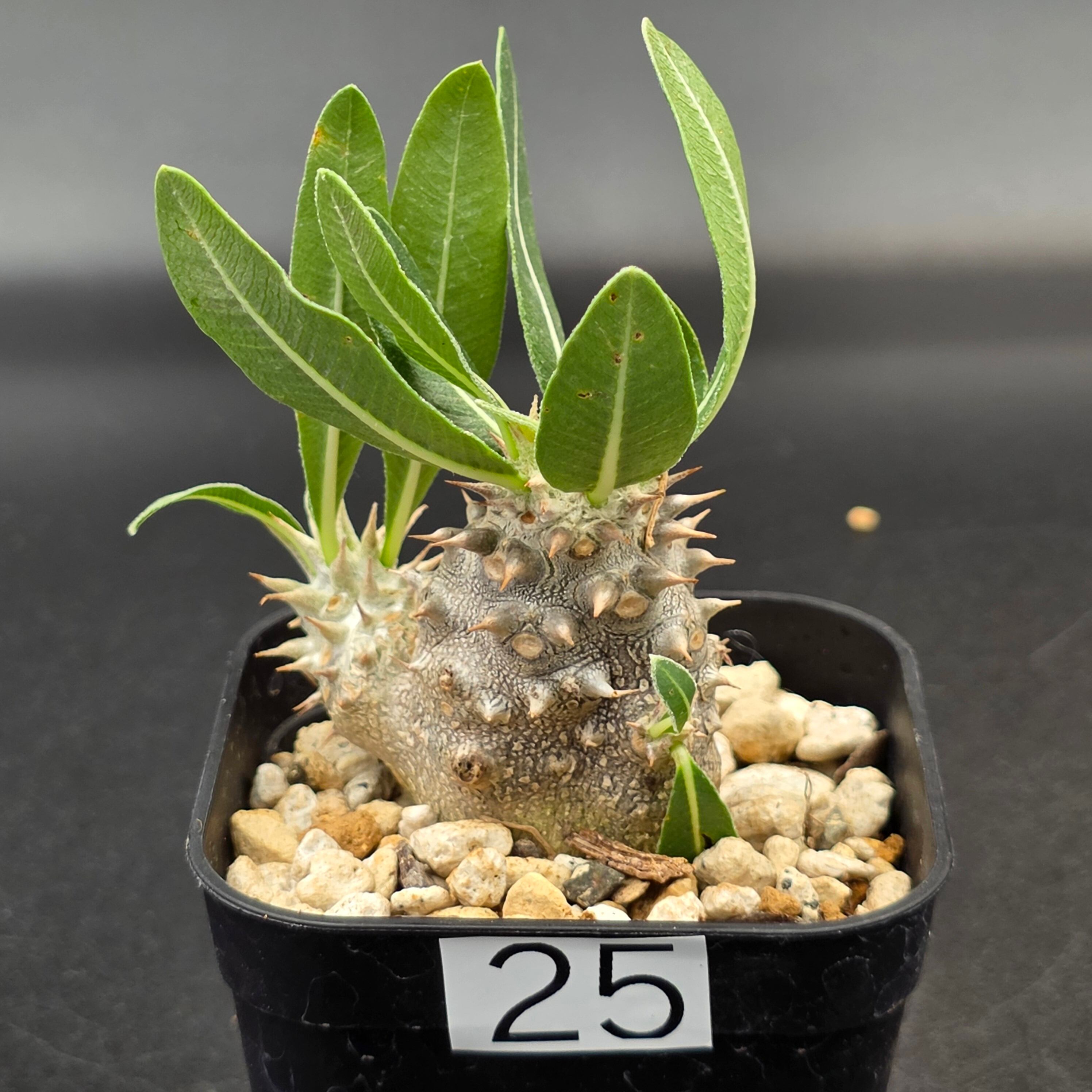 パキポディウム デンシカウレ 恵比寿大黒 実生 実生5年目の恵比寿大黒。 . #パキポディウム デンシカウレ