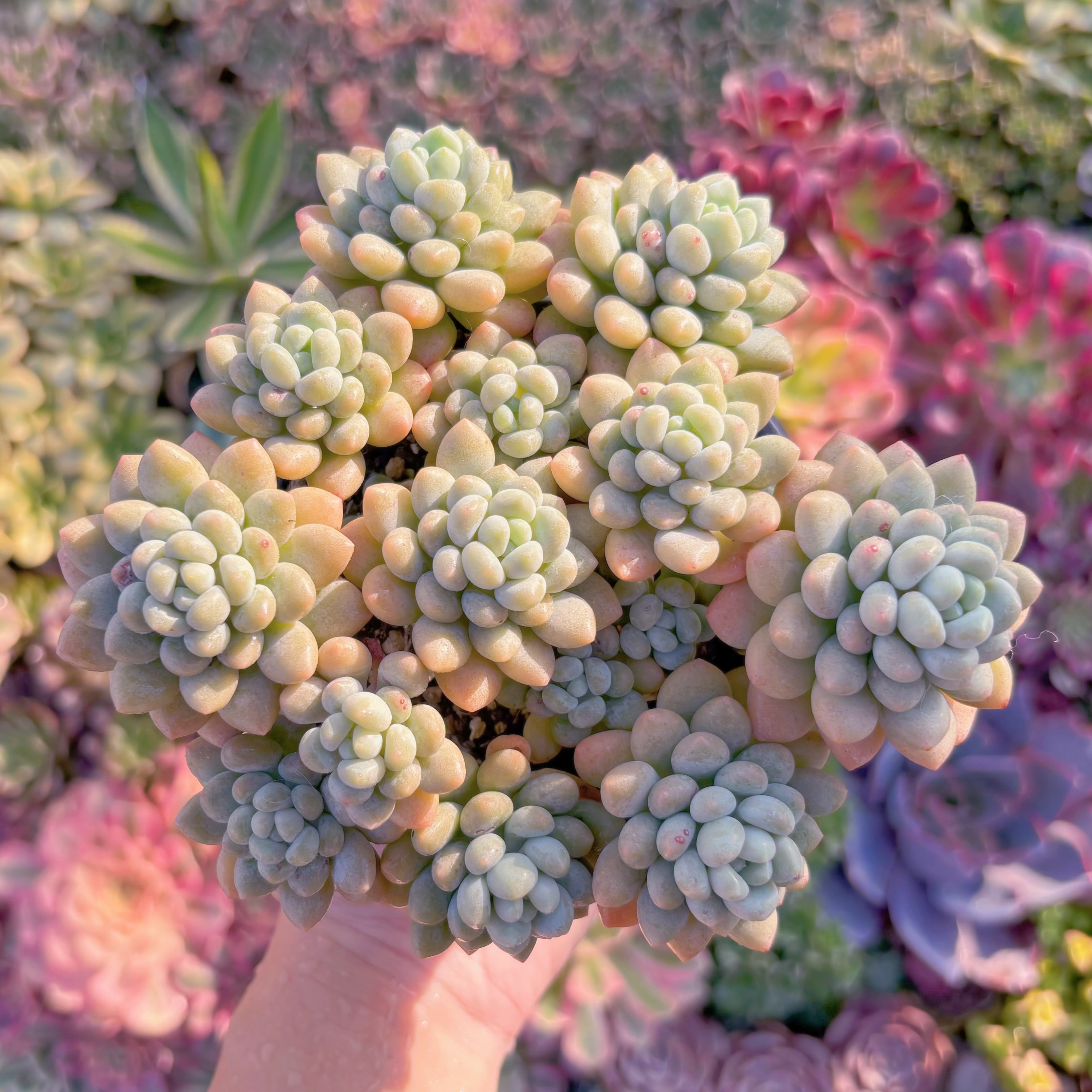 現品　ロココ#M250　大群生　るる農園