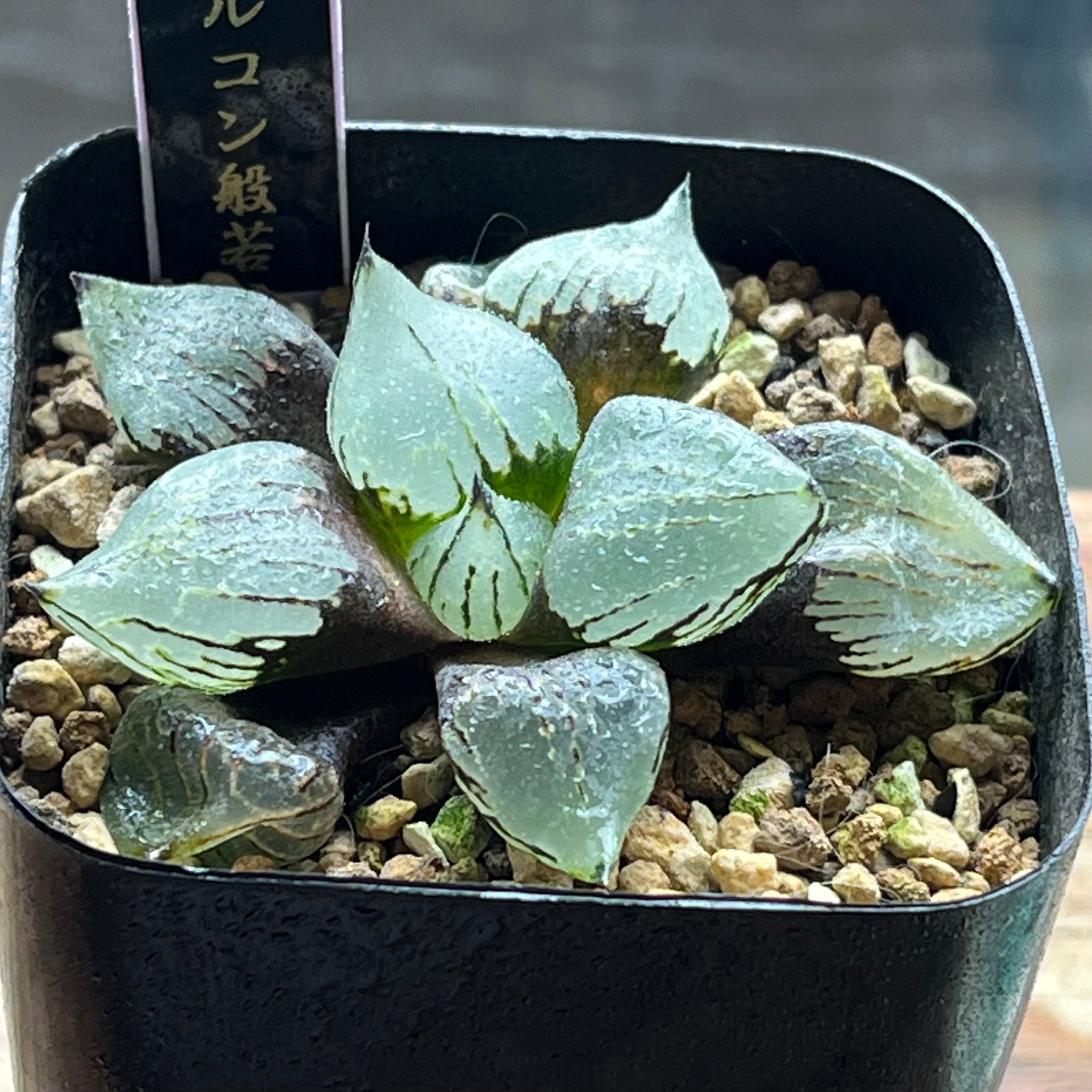 ハオルチア ピグマエアミュータント実生 特異株 | mocono_plants