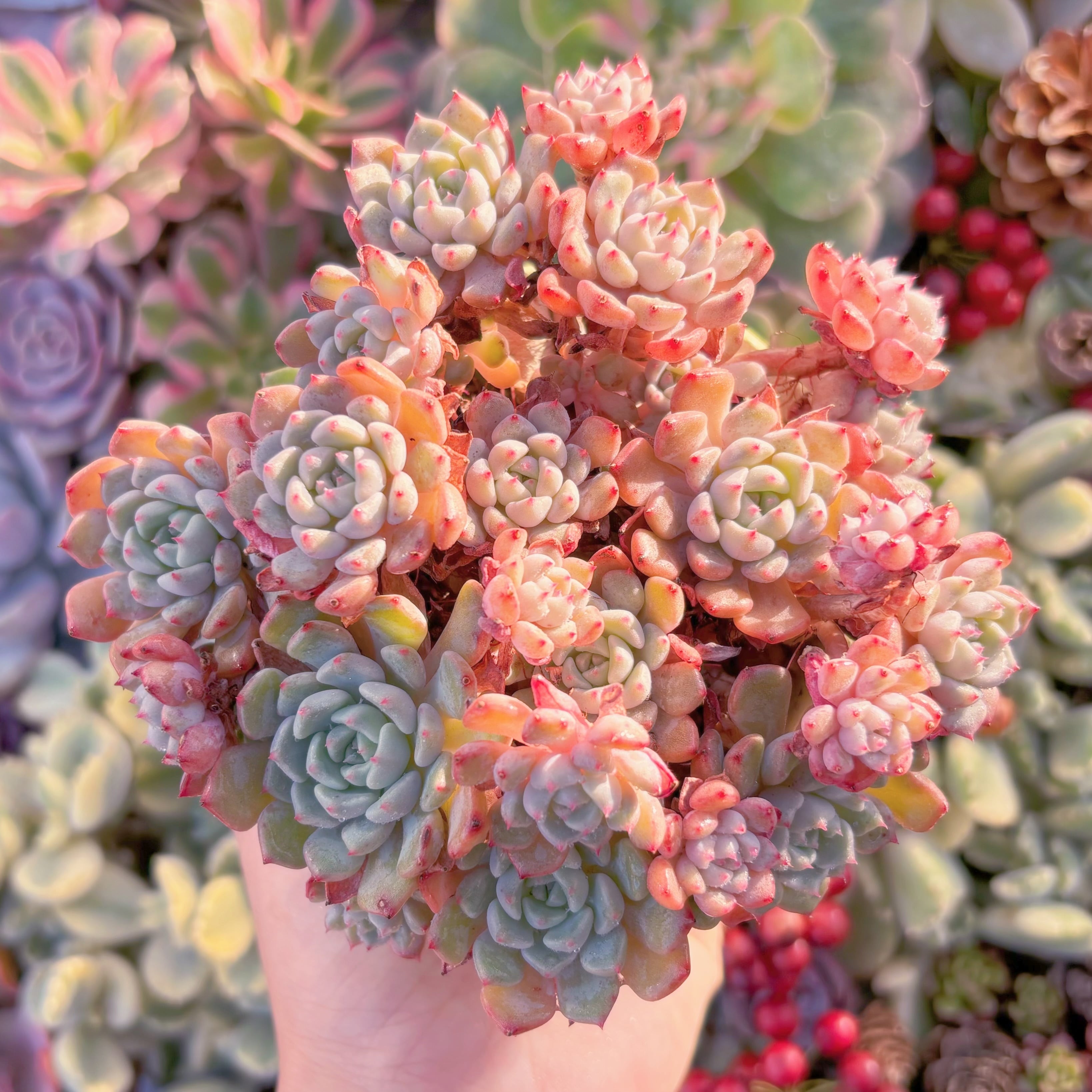 現品　スノーピーチ#A003　群生　るる農園