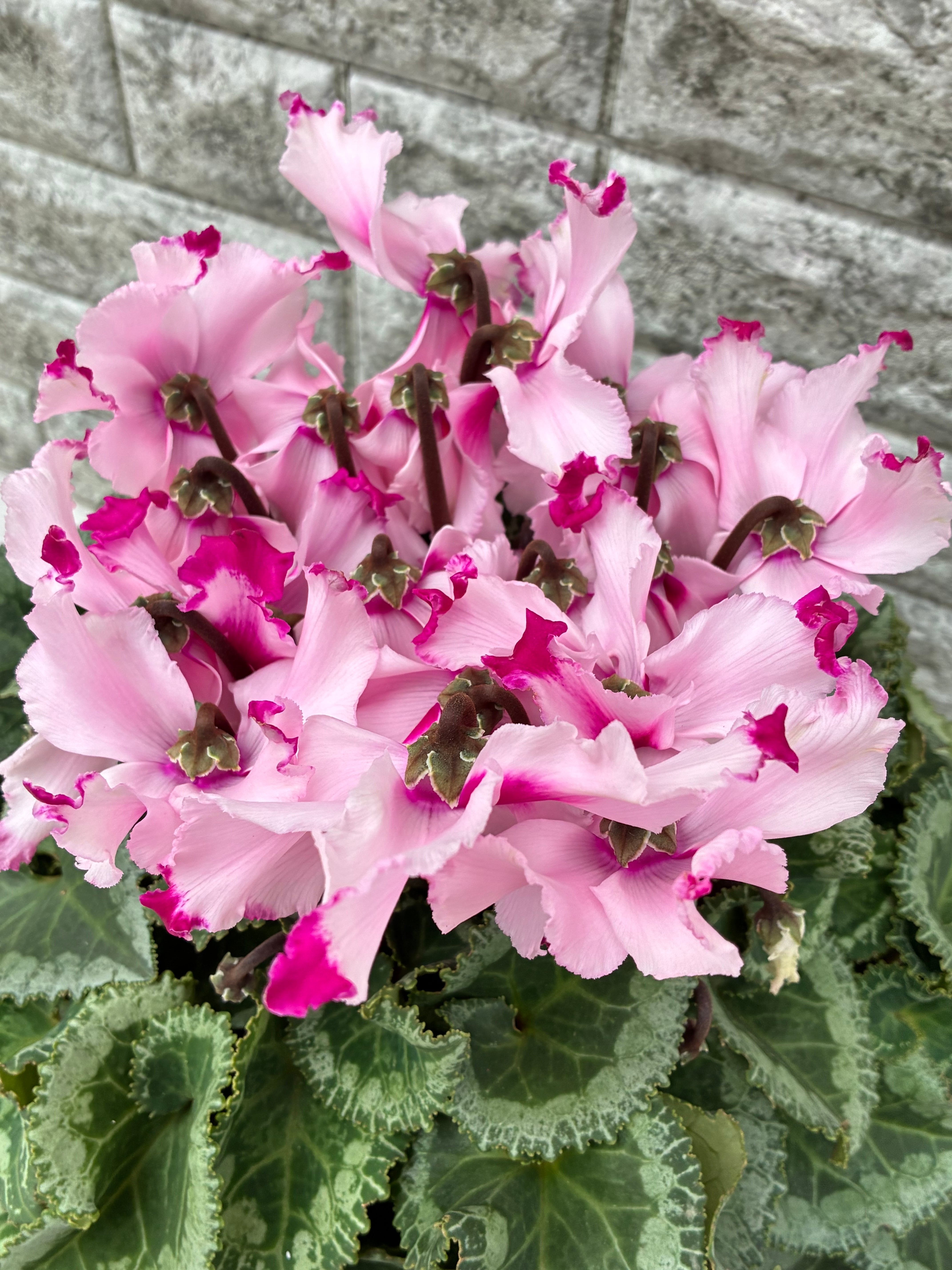 シクラメン6号鉢/ラジュニール | 三浦園芸