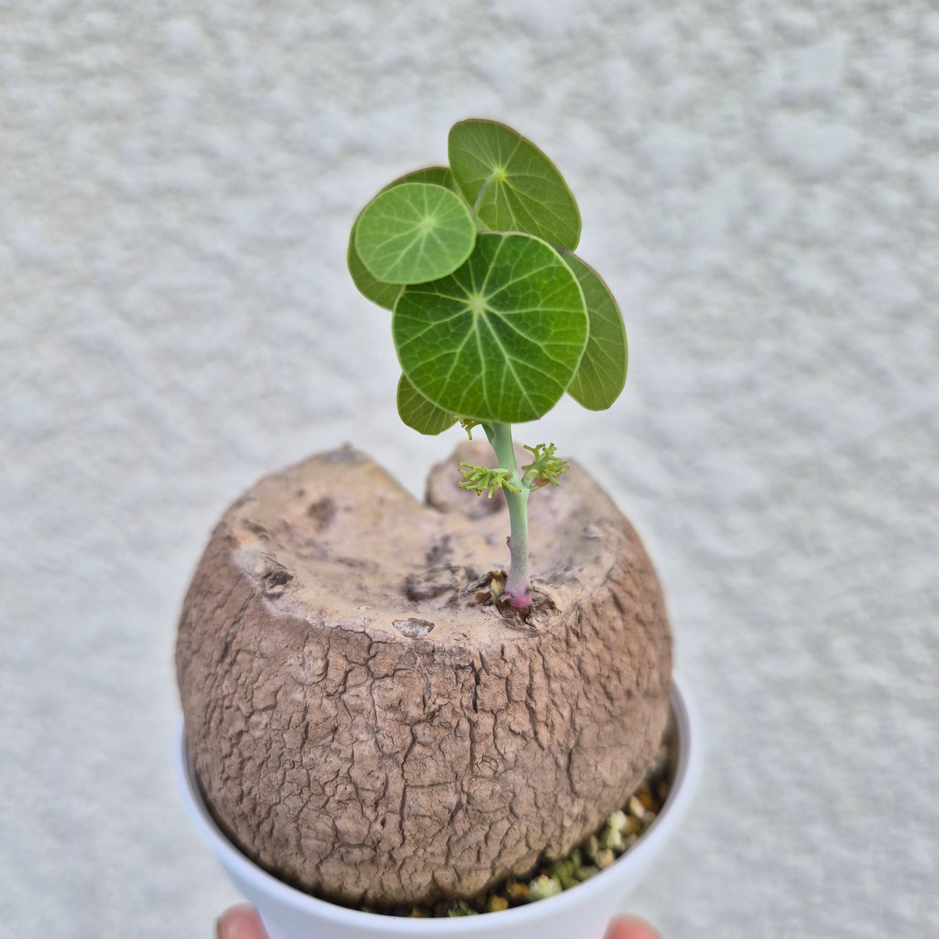 タリナム パニクラーツム 〛Talinum​ Paniculatum 抜き苗 発芽済 塊根