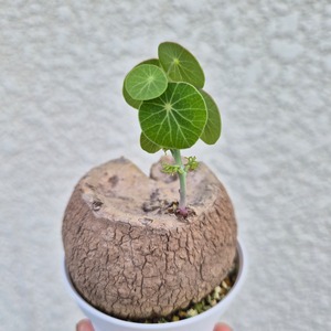 ♡ ユニークなフォルム♡〚ステファニア エレクタ〛Stephania Erecta / ステファニアピエレイ 塊根植物 コーデックス 抜き苗 発芽済