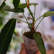 フィロデンドロン パトリシアエ / Philodendron patriciae⑯ / 観葉植物