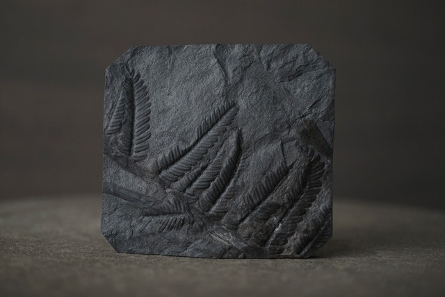 フランス産シダ植物化石 Pecopteris sp. 1656