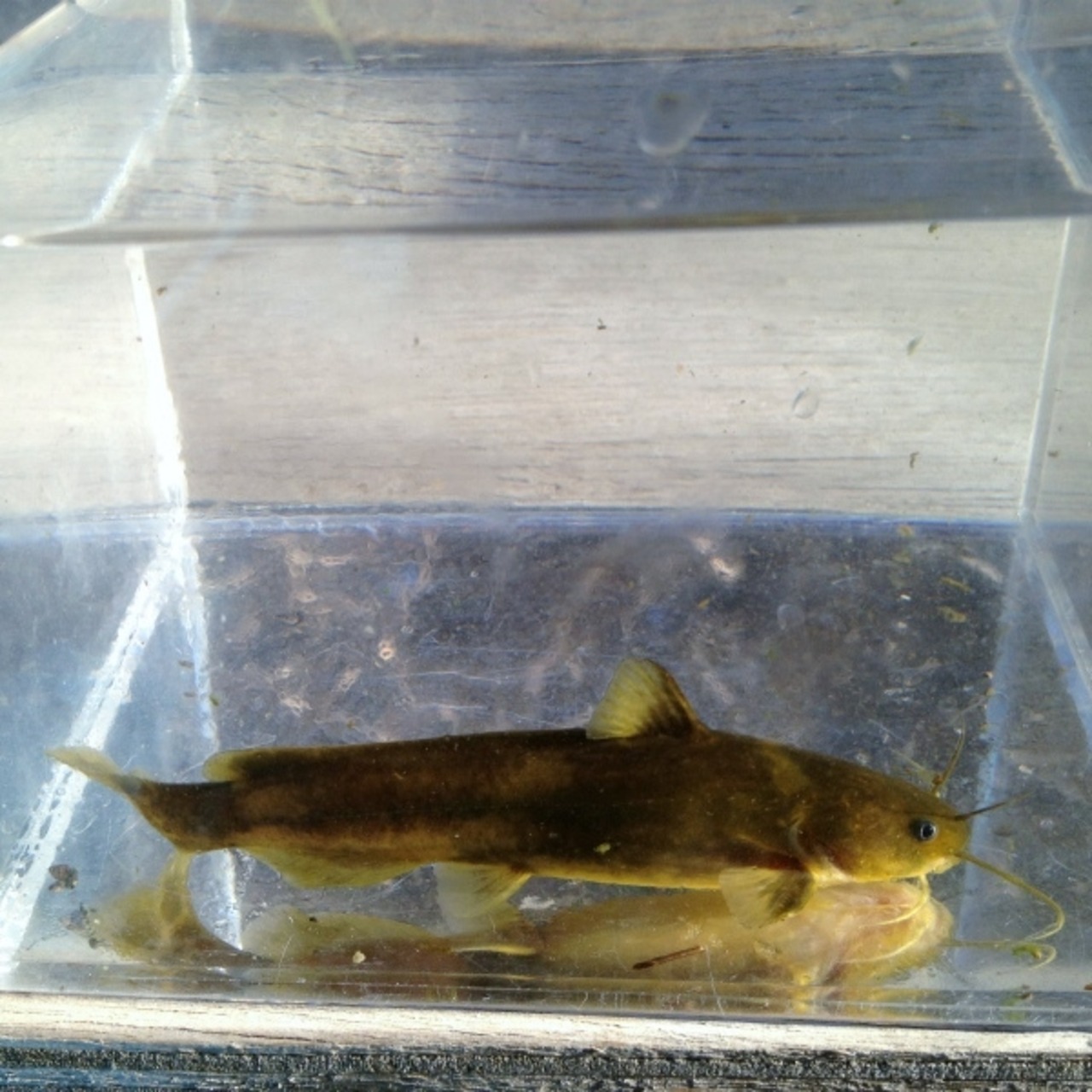 （淡水魚）ギバチ　7～9ｃｍ±（1匹）【生体】
