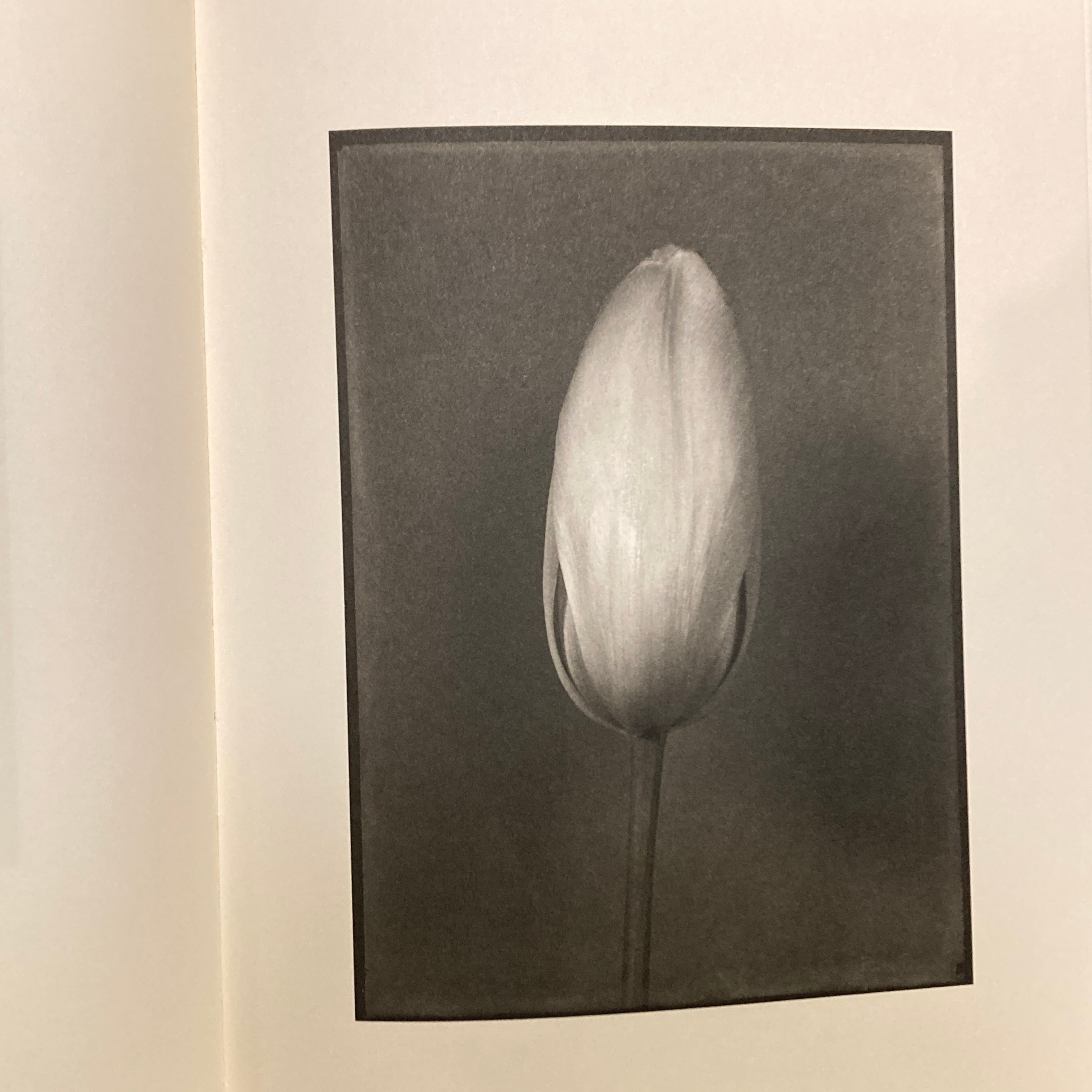 Les extravagantes / Leendert Blok, Gilles Clement | 百年