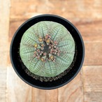 Euphorbia obesa ssp. symmetrica【ユーフォルビア・シンメトリカ】