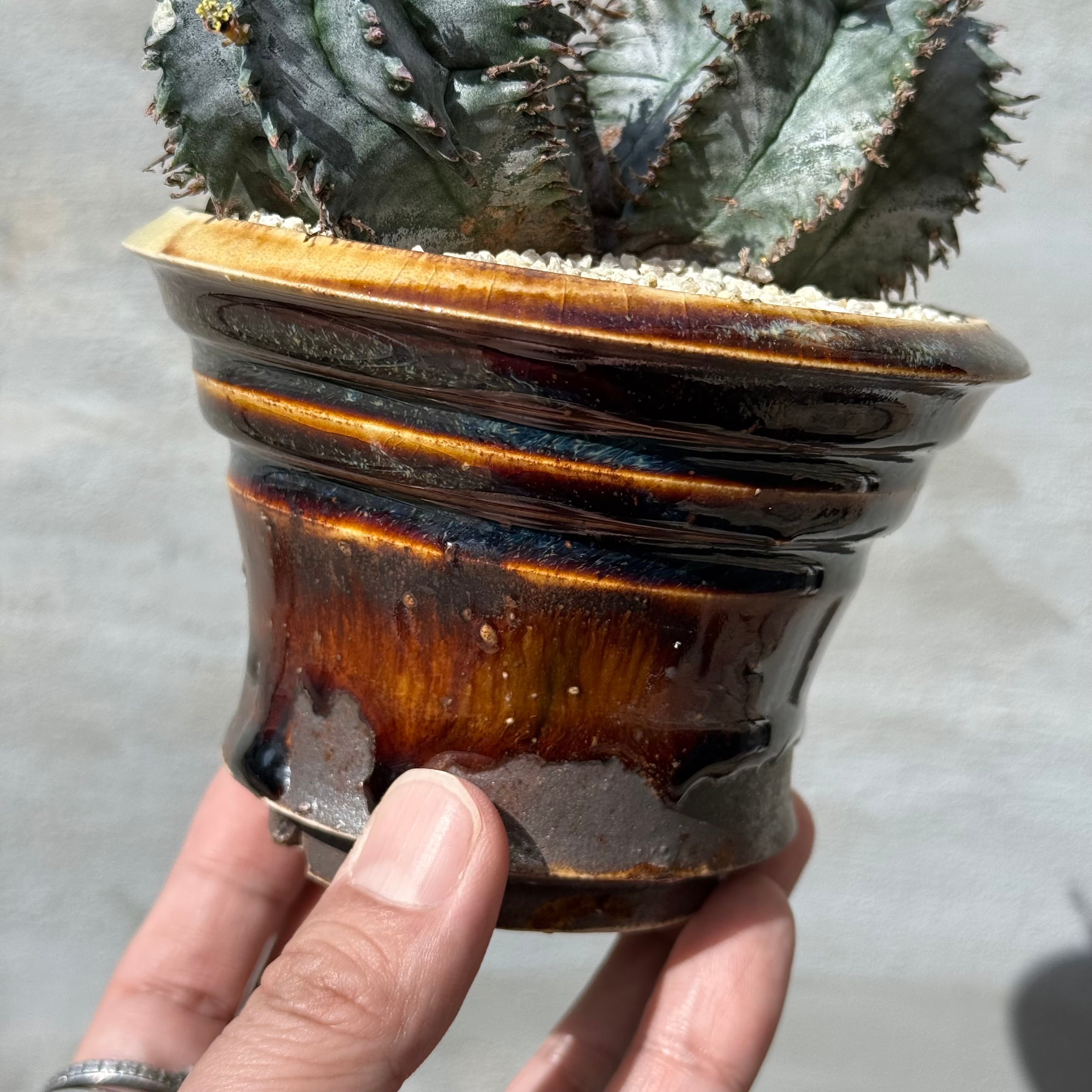 植物 ×鉢】ユーフォルビア ホリダ 美株 × 姫野翔太 陶器鉢 Euphorbia