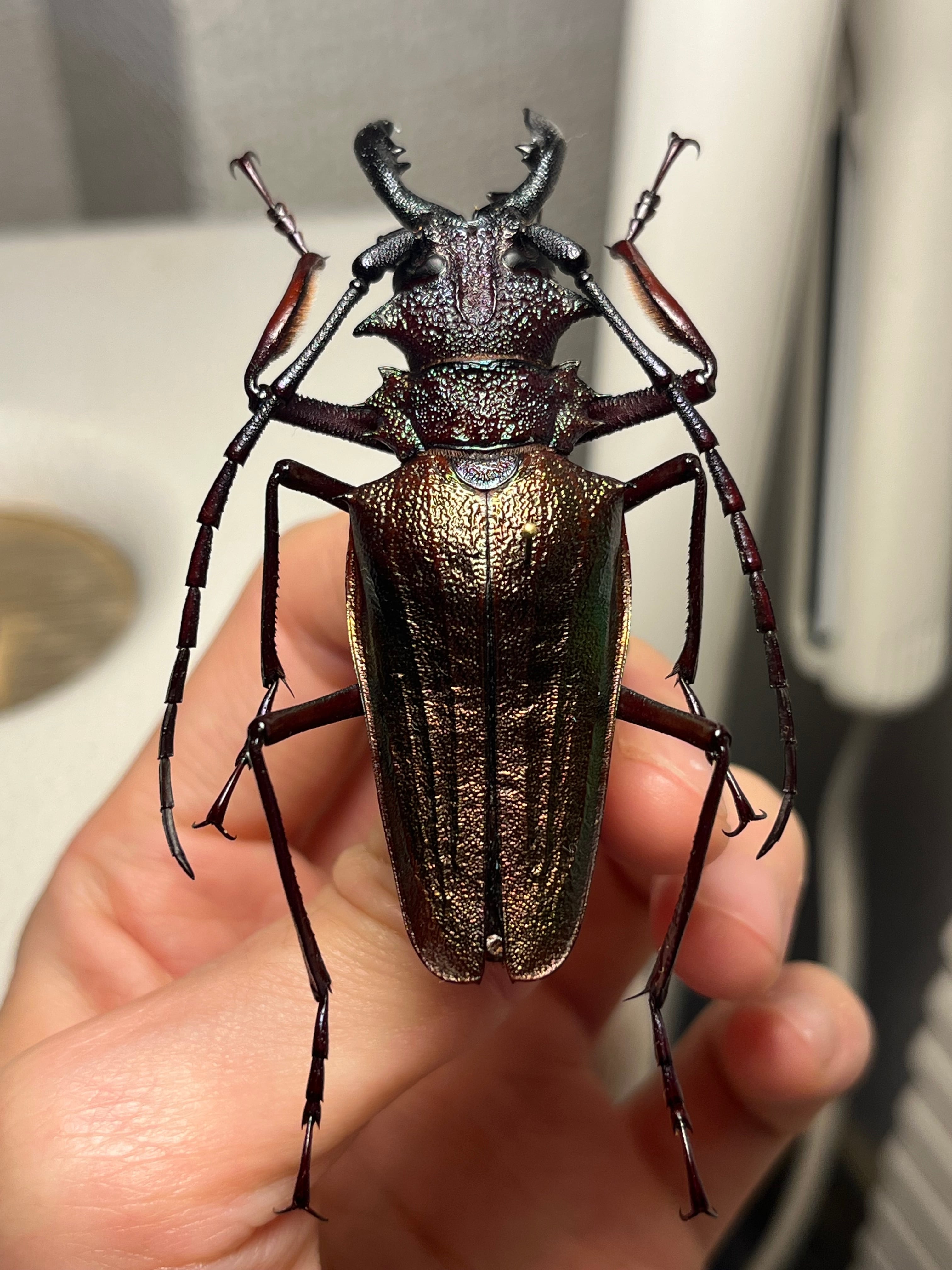 70mm】ルリオニカミキリ ムラサキオニノコギリカミキリ