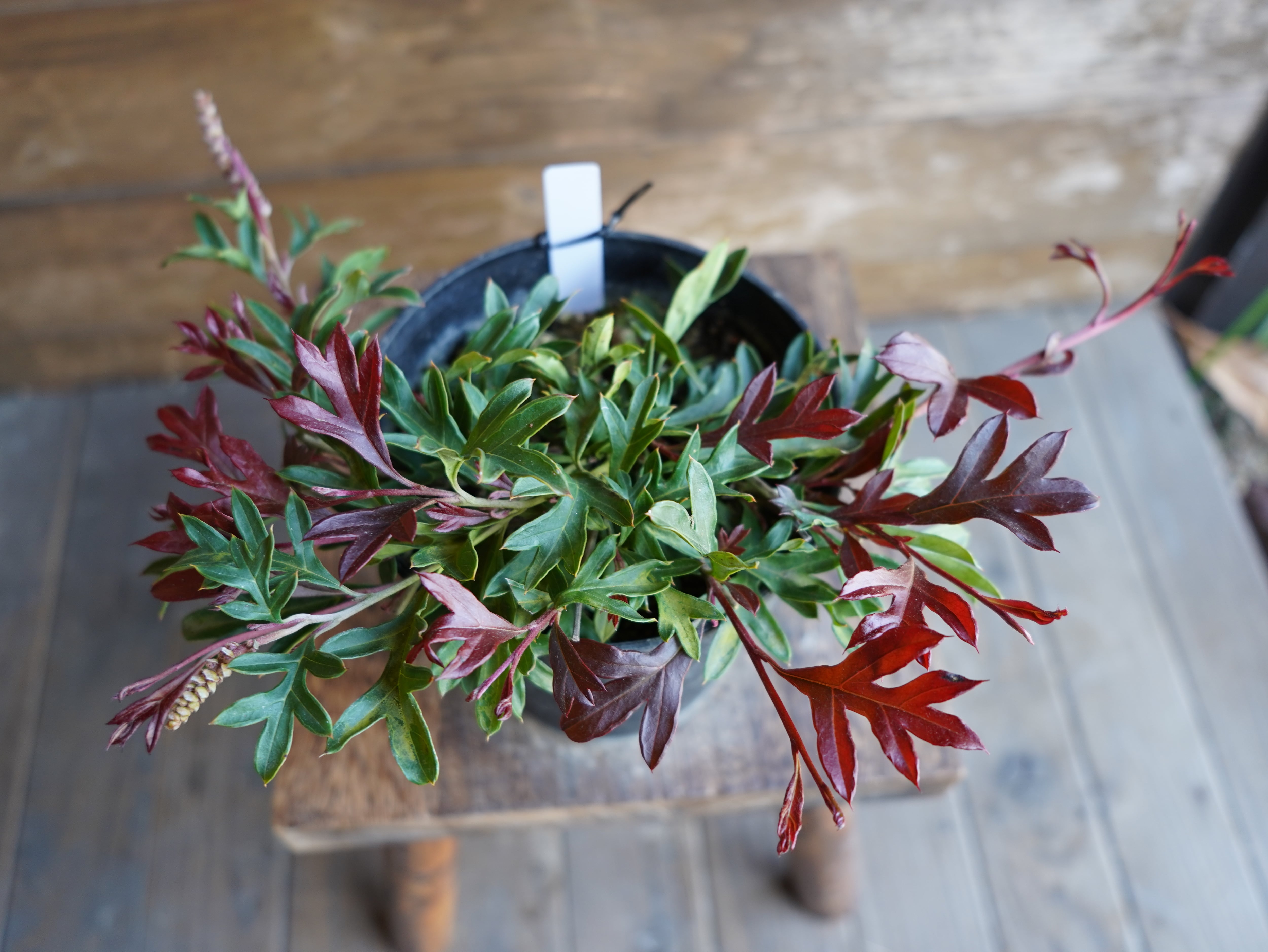 【現物】グレビレア　"ガウディチャウディ"　C