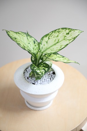 【S】アグラオネマ ホワイトバレンタイン/Aglaonema