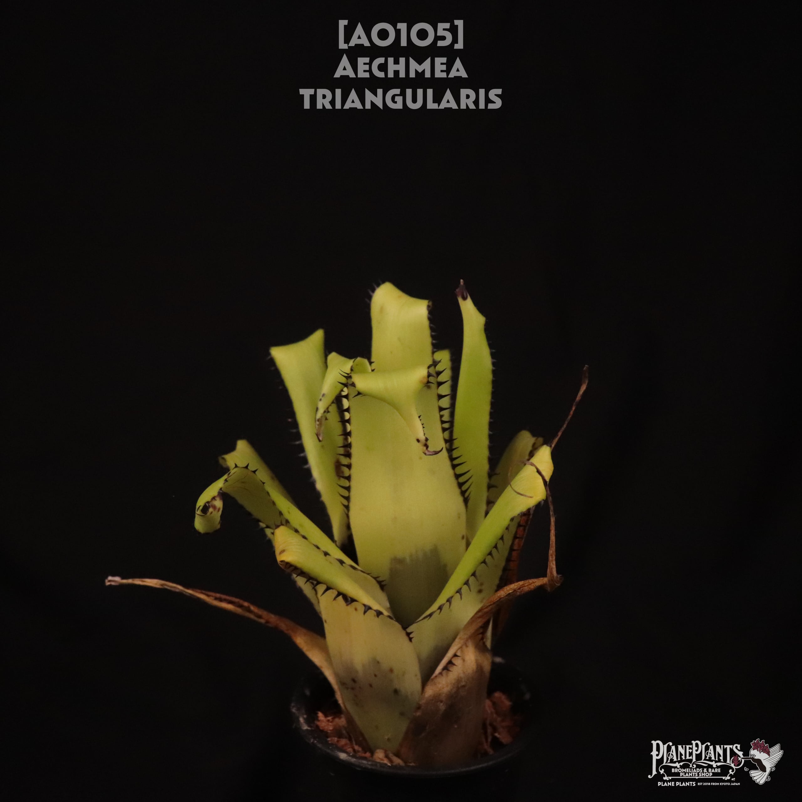 【送料無料】Aechmea triangularis〔エクメア〕現品発送A0105