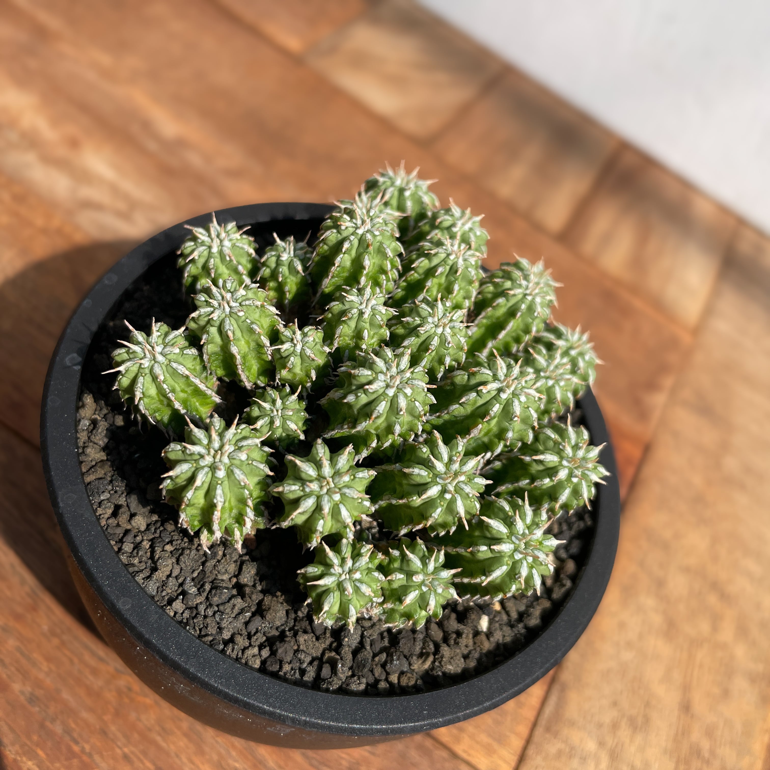 Euphorbia sepulta【ユーフォルビア・セプルタ】 | RIMO'S GREEN