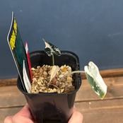 アロカシア　バンビーノ　バリエガータ【530】