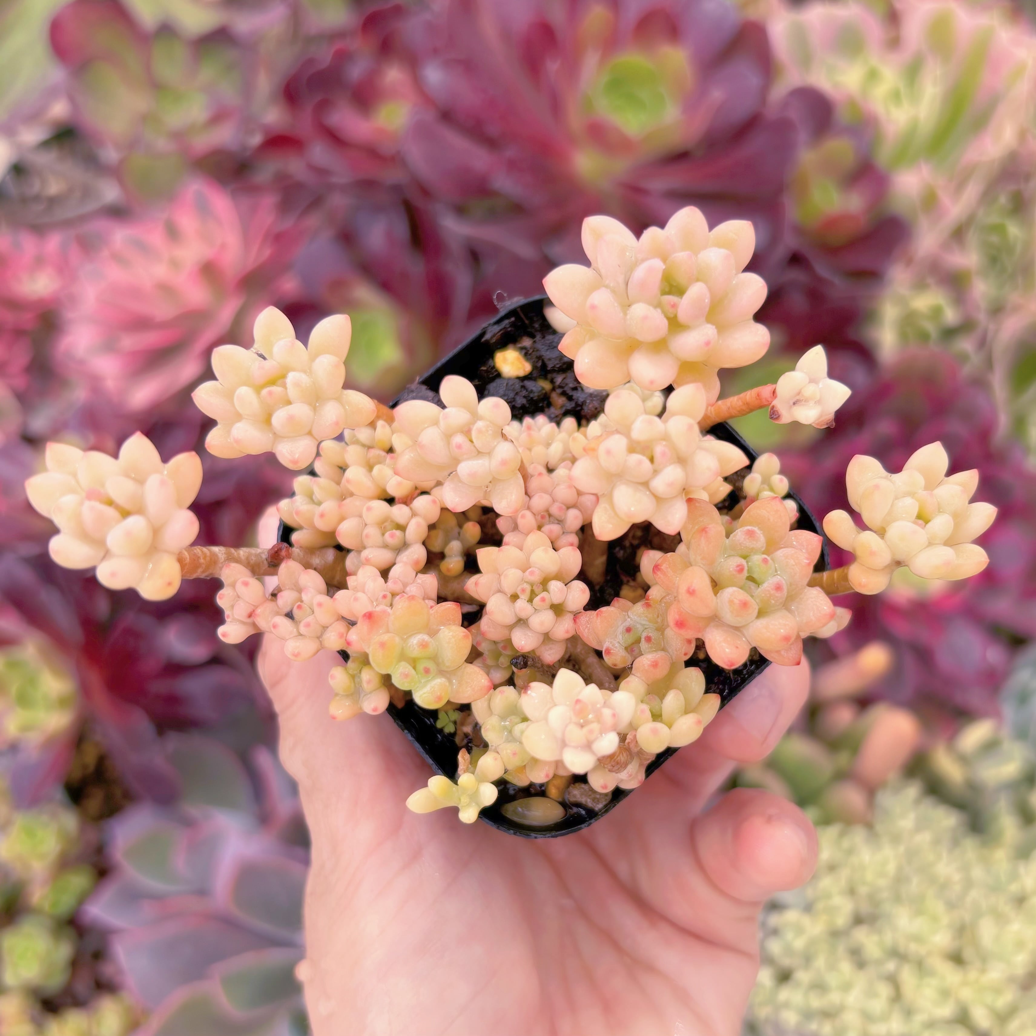 現品　ブルービーン錦#F093　るる農園