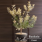 コースト バンクシア 11号 マーブル樹脂ポット Banksia Integrifolia オージープランツ 0525BW