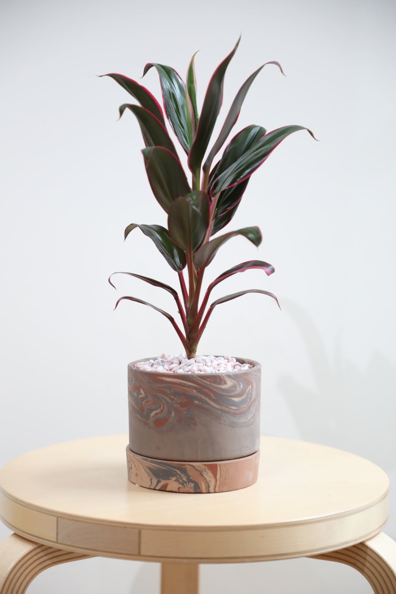 □販売中の商品/For sale | 【厳選植物・器】MIDORI DOUMEI 翠堂明