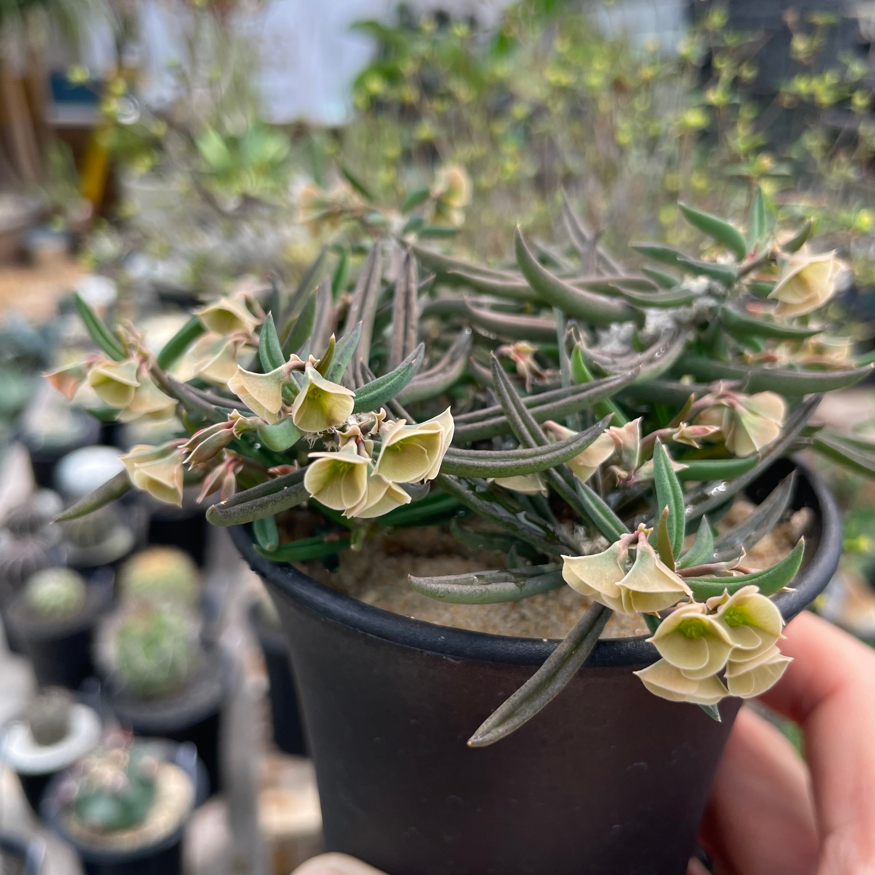Euphorbia cylindrifolia 【ユーフォルビア・キリンドリフォリアツベリ