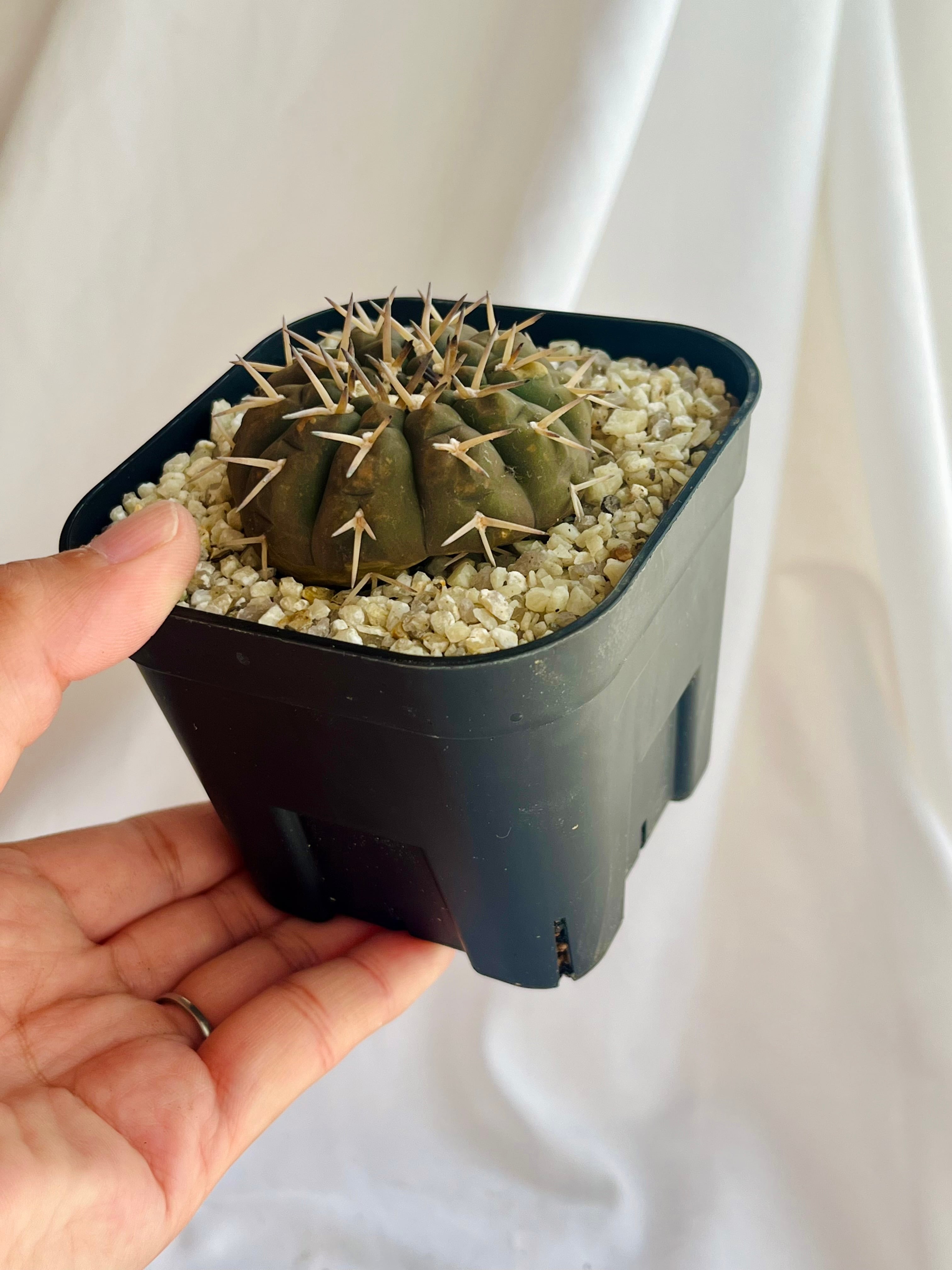 172. ギムノカリキウム Gymnocalycium mihanovichii var. friedrichii