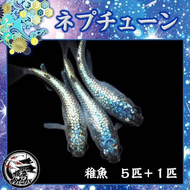 【5匹＋補償1匹】ネプチューン 　サバンナ様血統