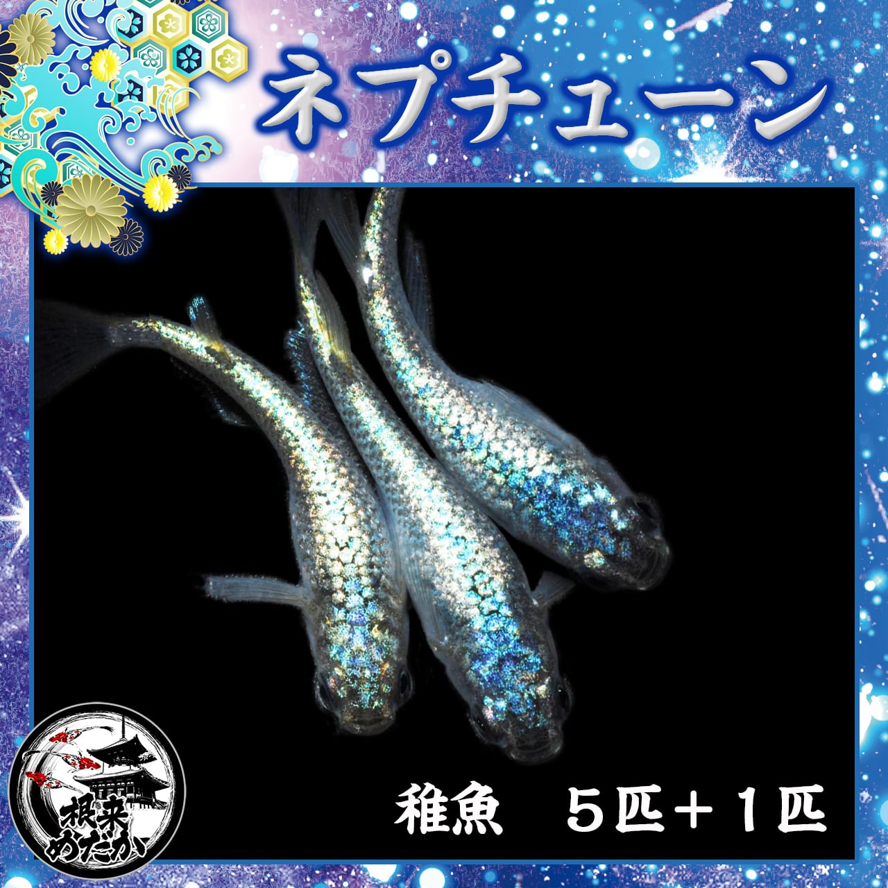 【5匹＋補償1匹】ネプチューン 　サバンナ様血統