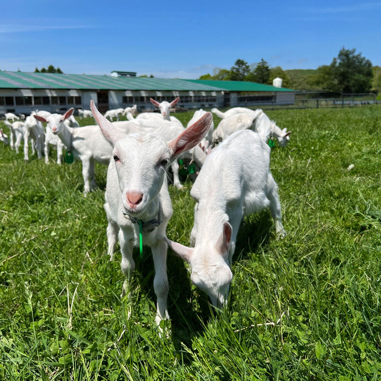プティ・シェーヴル 米粉のやぎミルククッキー 4点セット