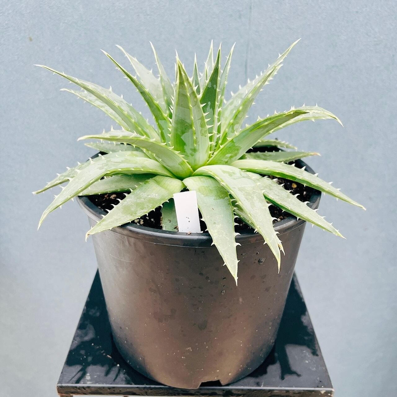 現品］4番 フィカス ウンベラータ 8号 観葉植物 室内 大型 ゴムの木