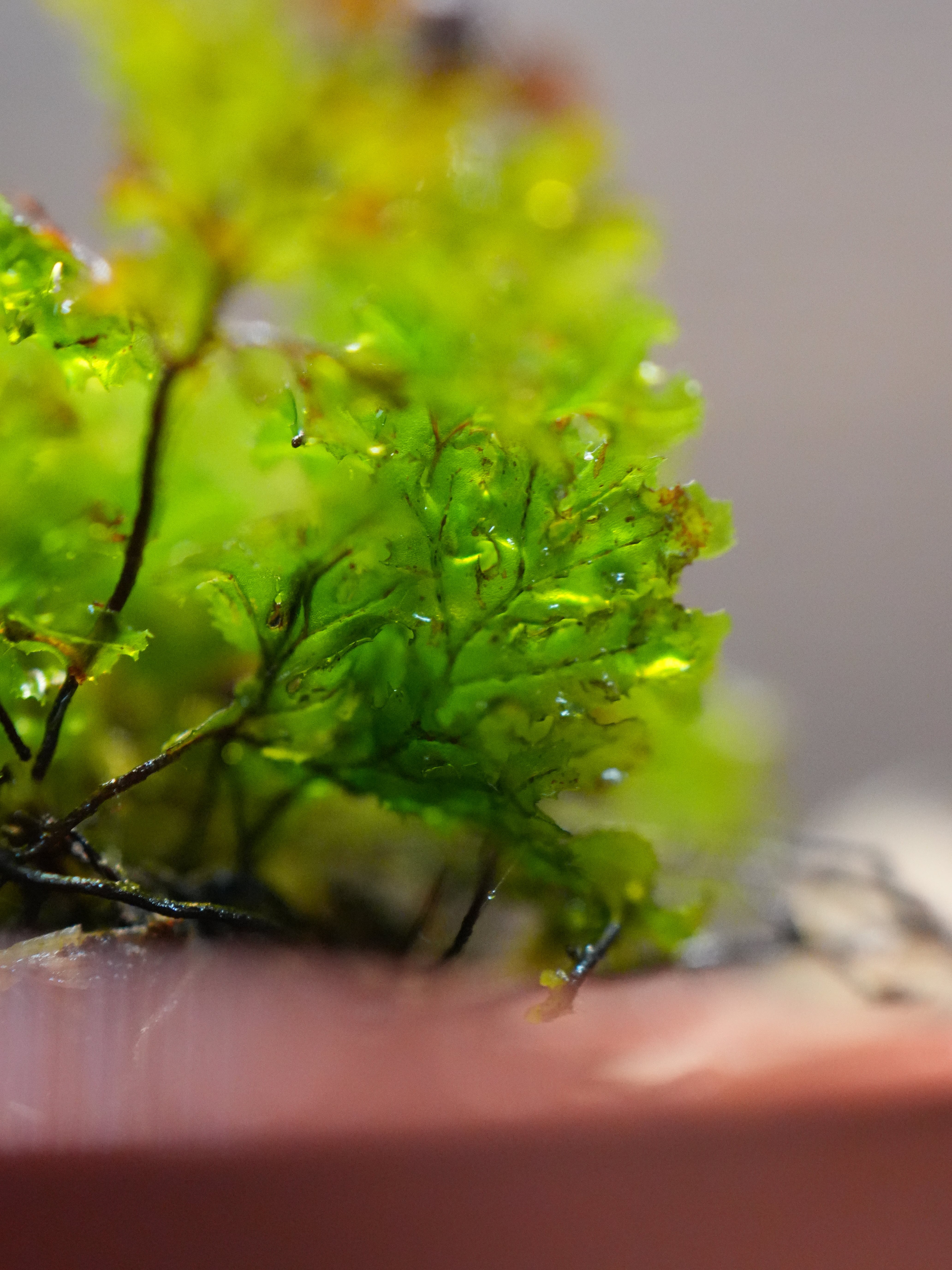 SCALE_VIVARIUM | 蝉ノナキガラ