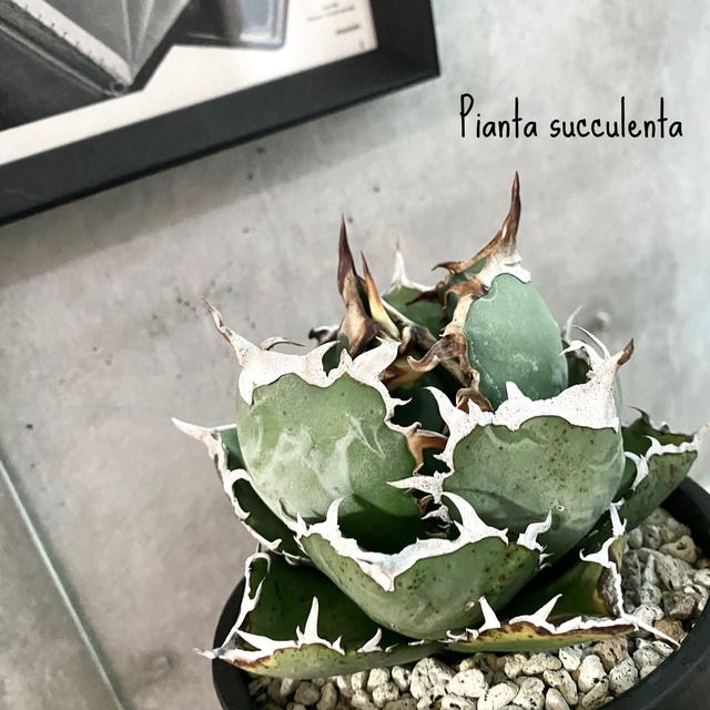 agave titanota white whale 白鯨/アガベ チタノタ ハクゲイ 【観葉植物】【多肉植物】【インテリア】【ヴィンテージ