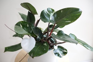 【M】フィロデンドロン ホワイトプリンセス/Philodendron