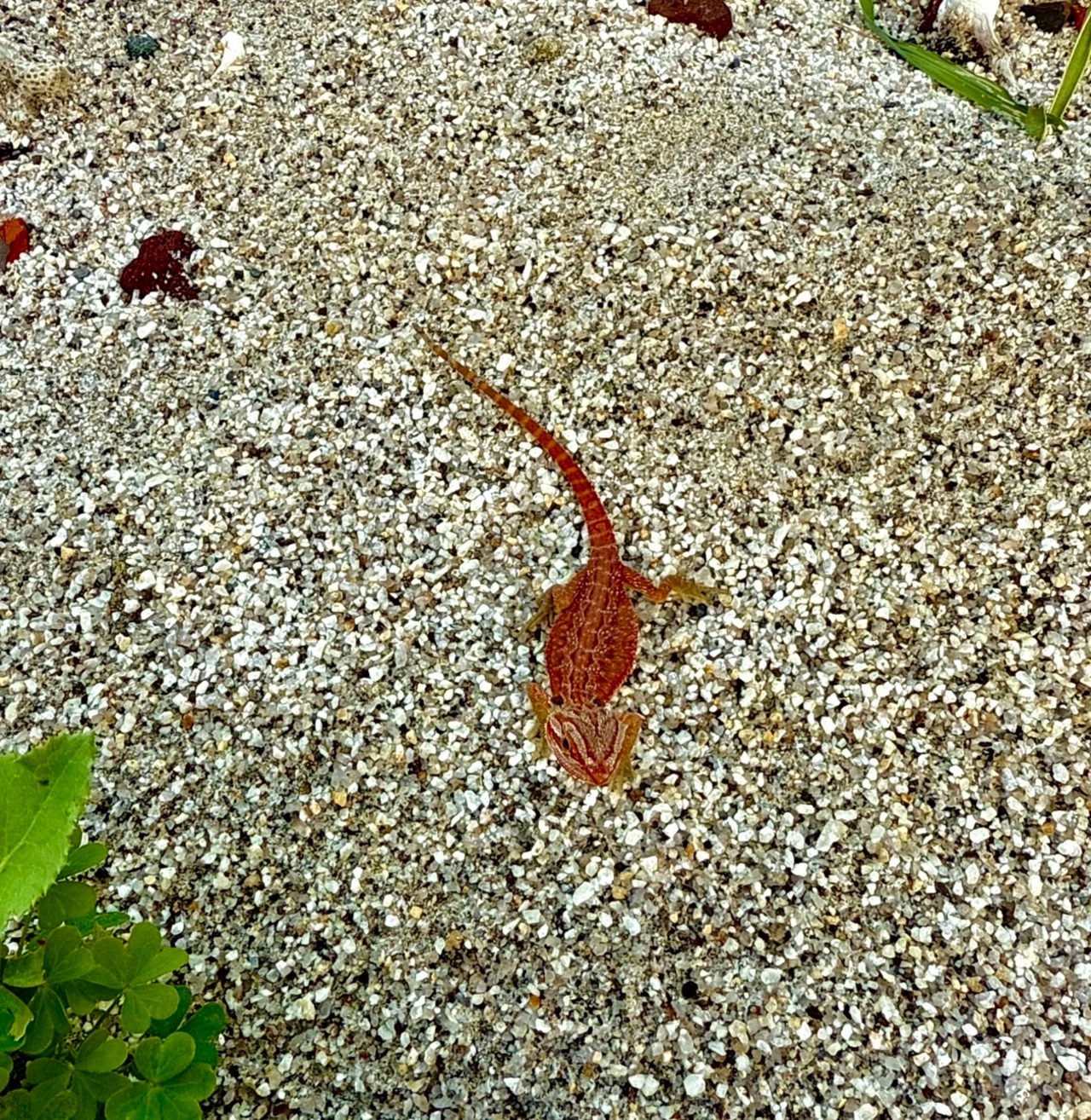 フトアゴヒゲトカゲ・ダークレッドトランス❷ - 4