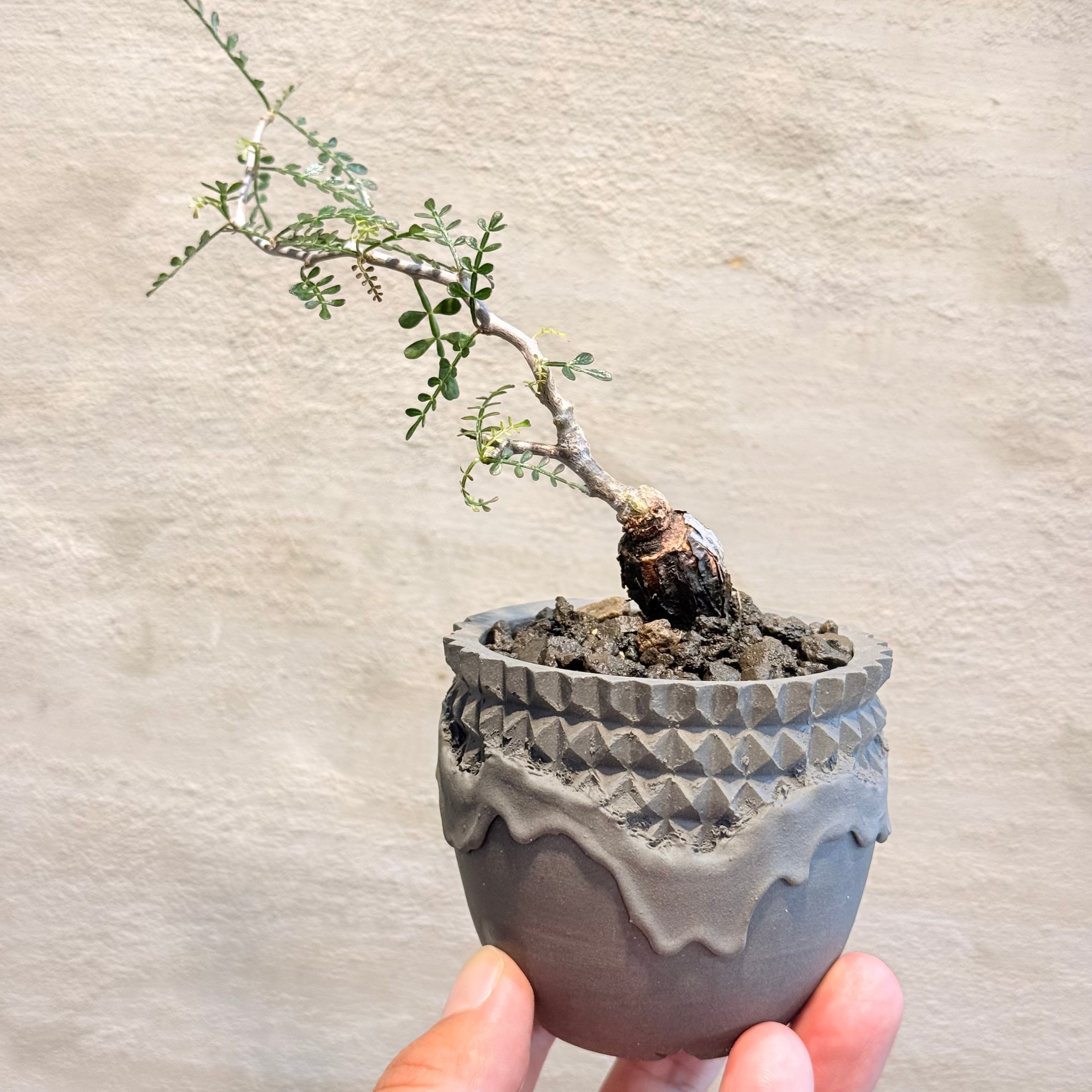 植物×作家鉢 【植え込み済み】 | A-PLANTS