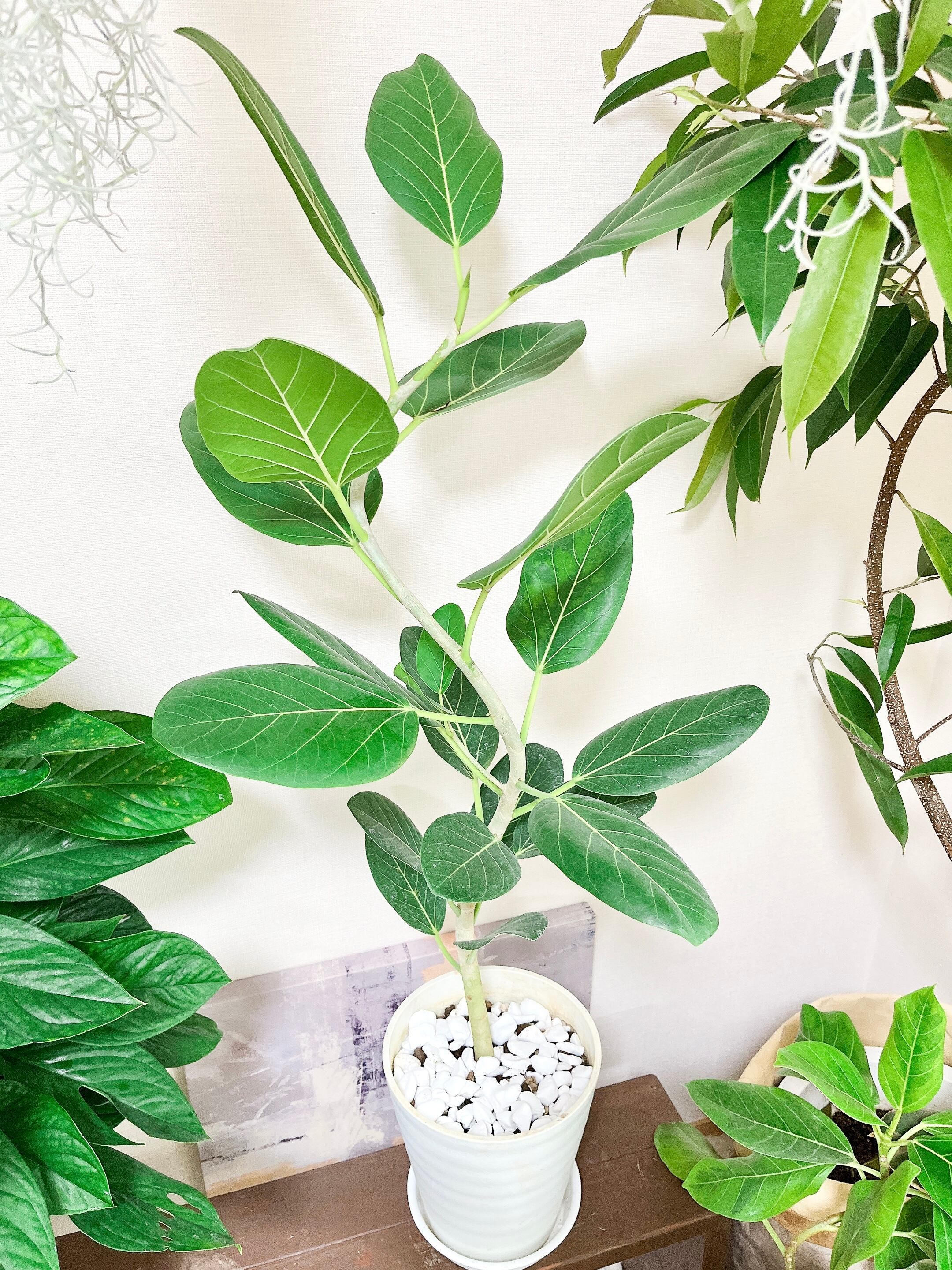 売れ筋ランキングも掲載中 7号 フィカスベンガレンシス 一点もの 観葉植物 曲がり 送料込み 植物 観葉植物 Nicholaskralev Com