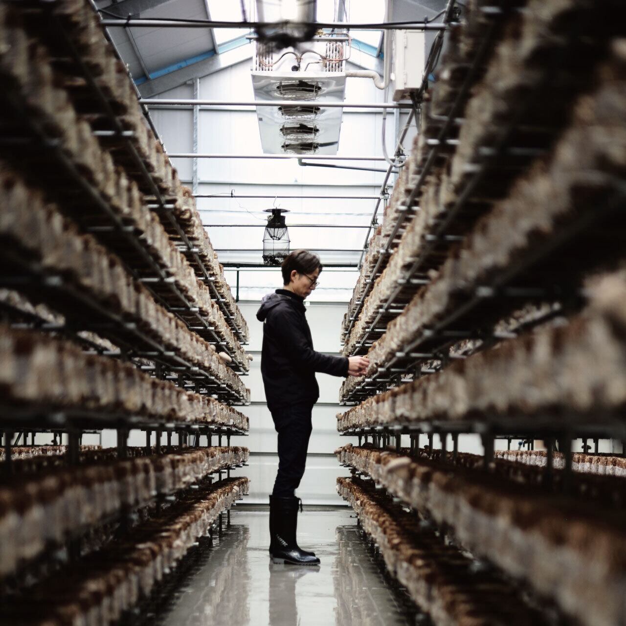 天恵菇（てんけいこ）干し椎茸 8パック（1パック30g） | 大塚きのこ