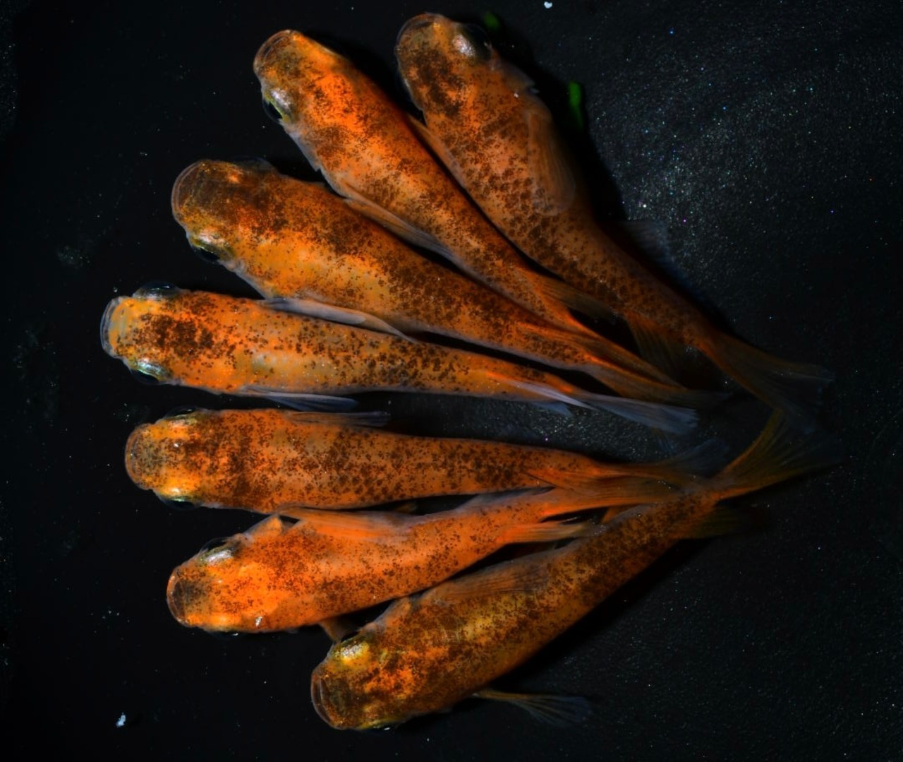 【現物】黒斑朱赤透明鱗ショート　3ペア+1